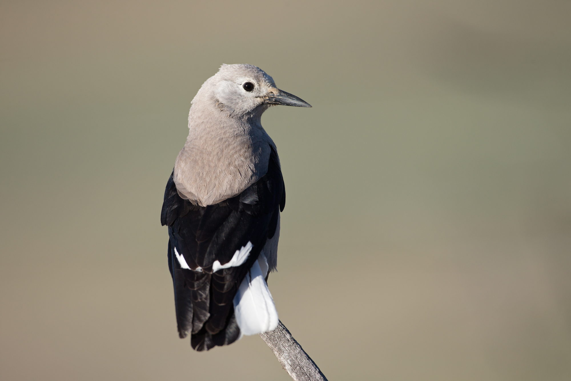 Clark's Nutcracker, CO Mar 2015