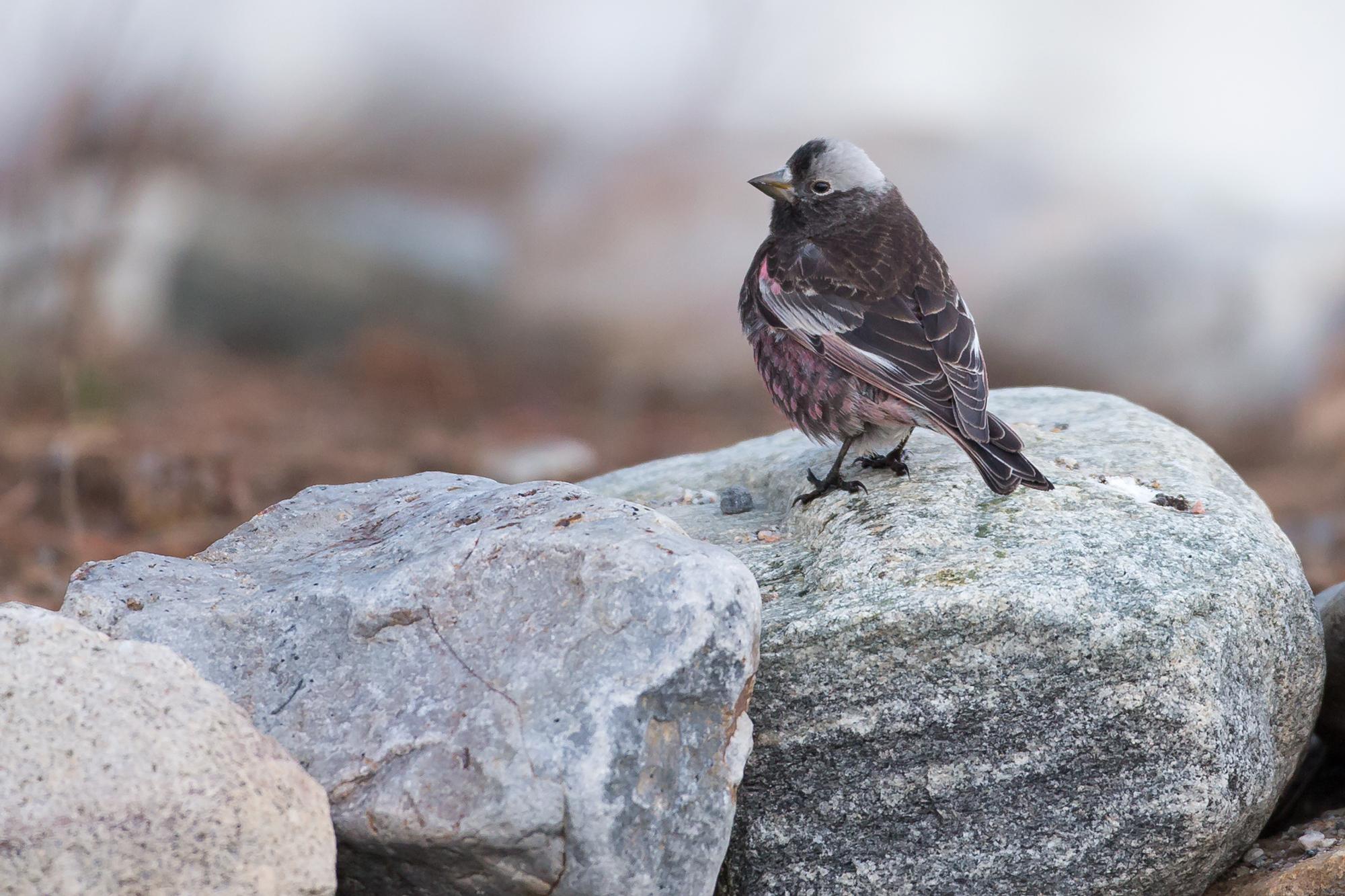 Black Rosy-Finch, Silverthorne CO, Mar 2015