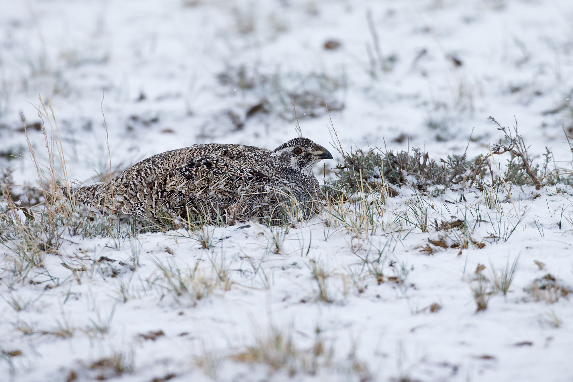 Sage Grouse, North Park, CO Apr 2015