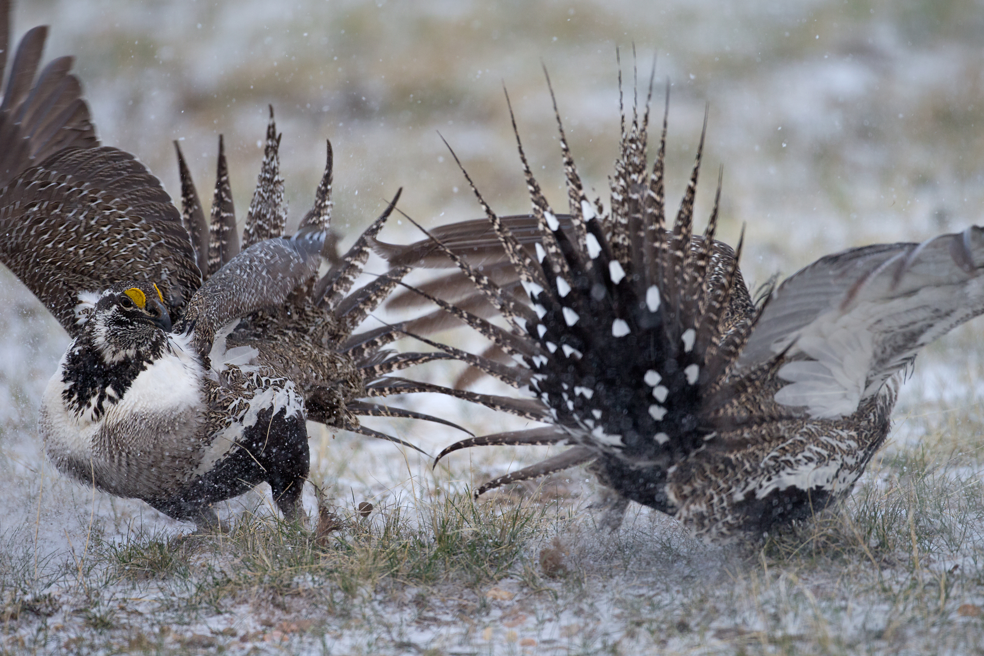 Sage Grouse, North Park, USA. Apr 2015