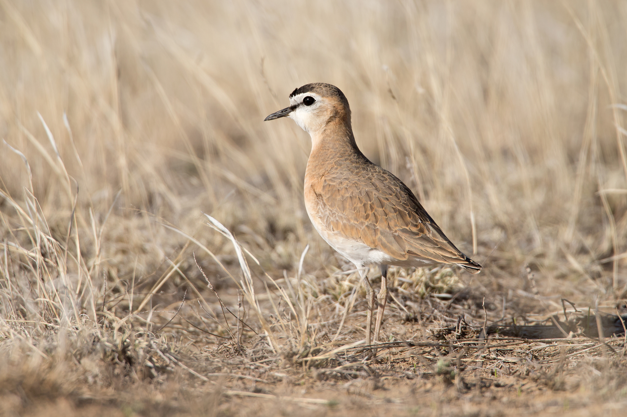 Mountain Plover, CO. Apr 2015