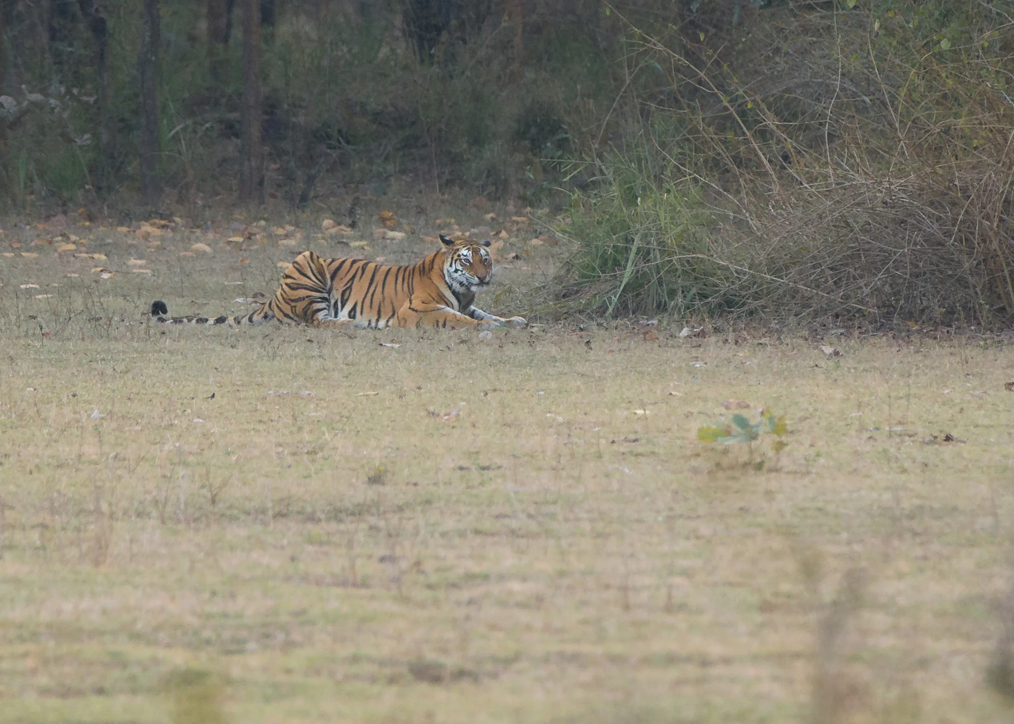 Bengal Tiger, Bandhavgarh, Maghdi Zone