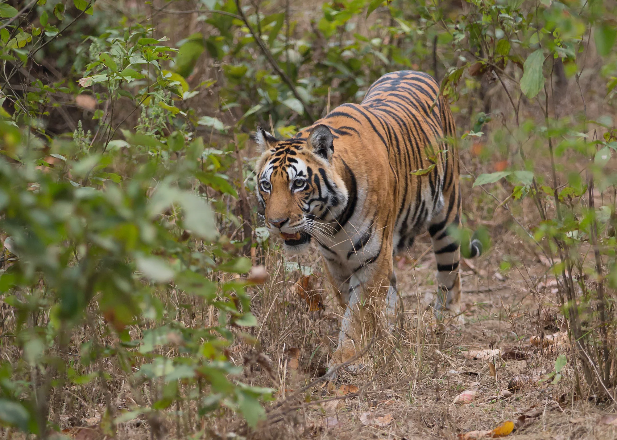 Bengal Tiger, Kanha - the Babatega female.
