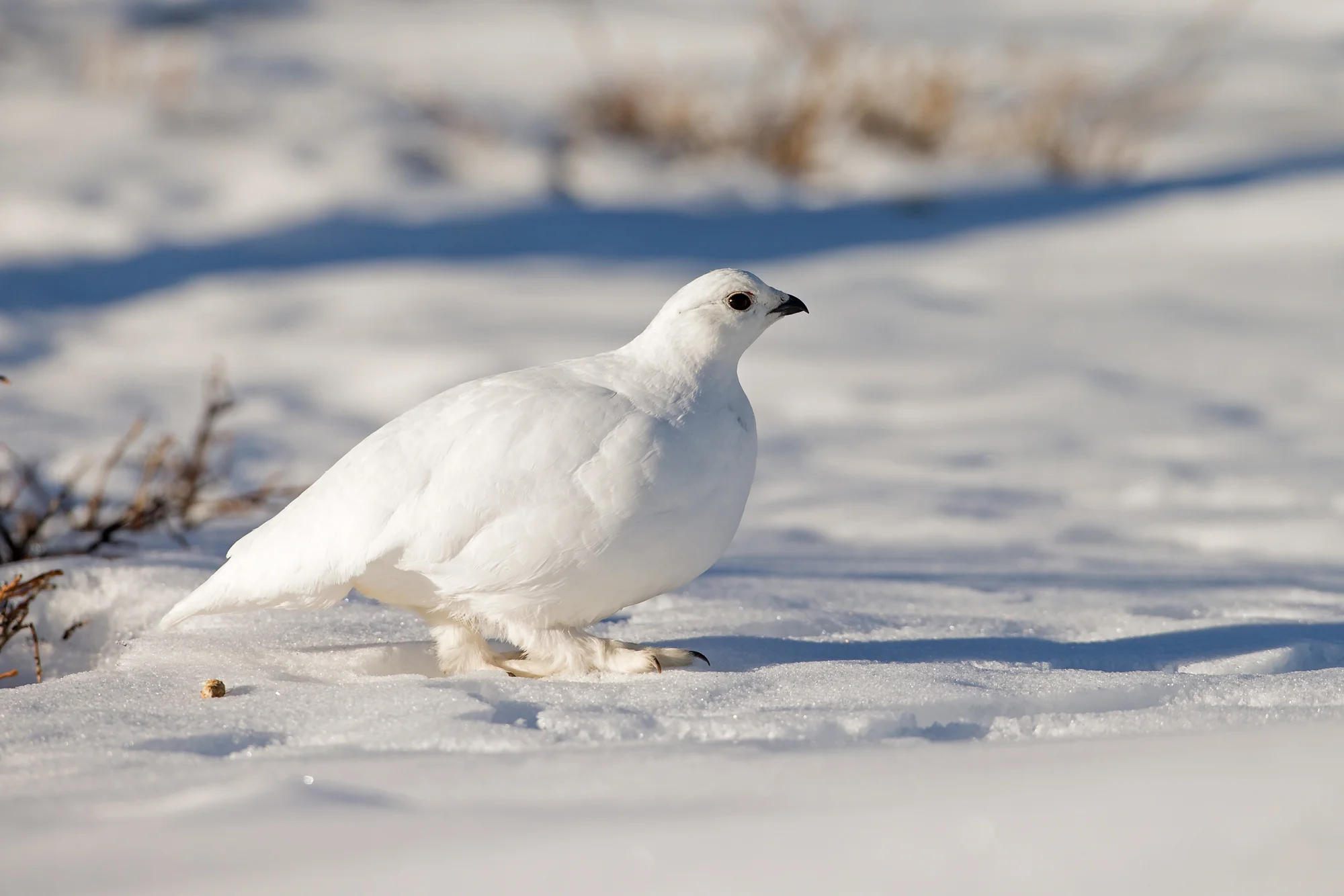 white_tailed_ptarmigan.jpg