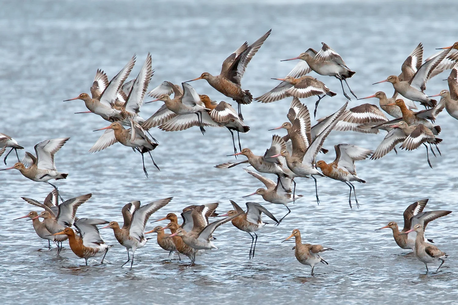 Hudsonian Godwit, Meare Heath, Somerset
