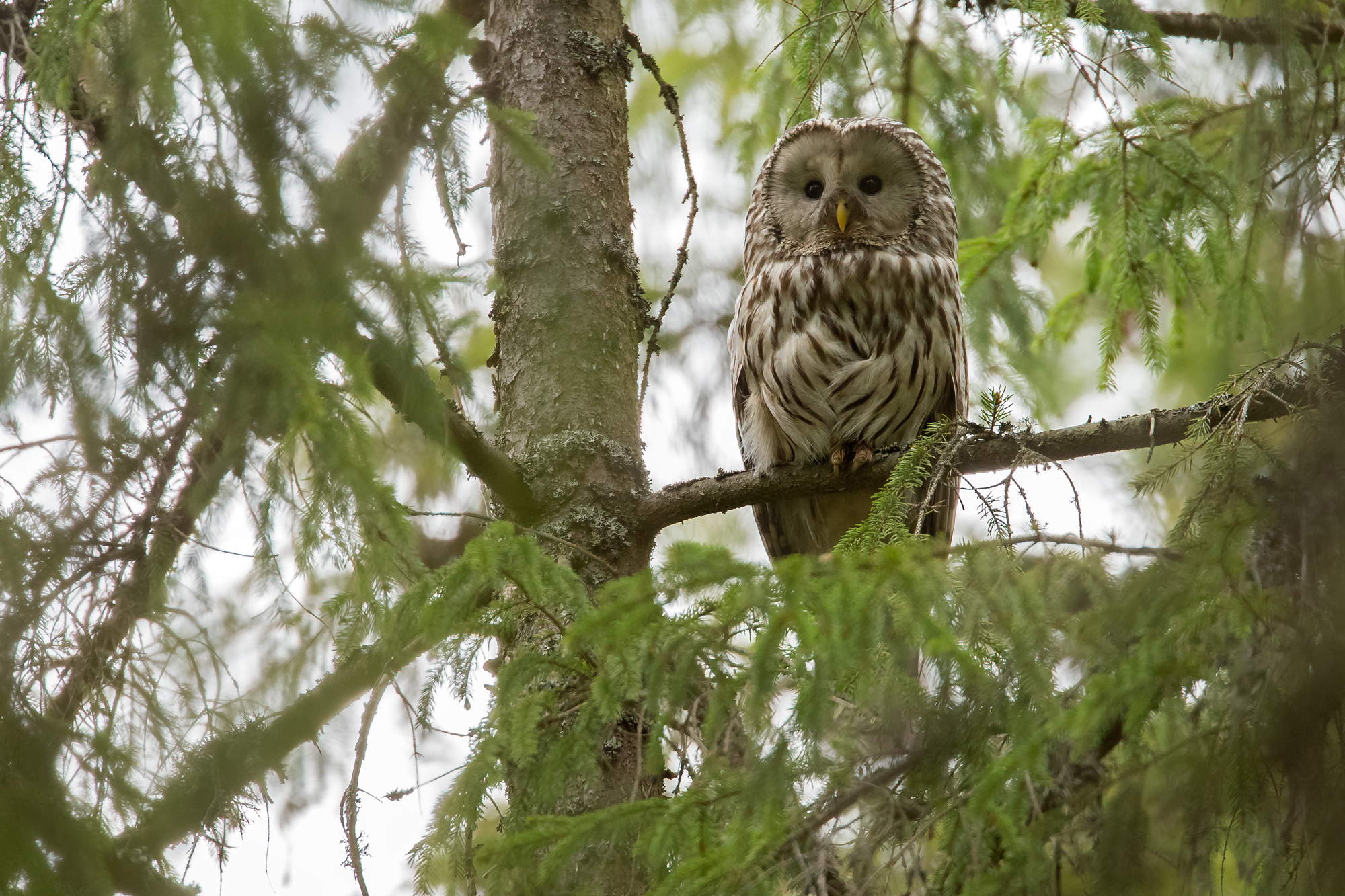 Ural Owl, Krasny Bor Reserve. May 2015