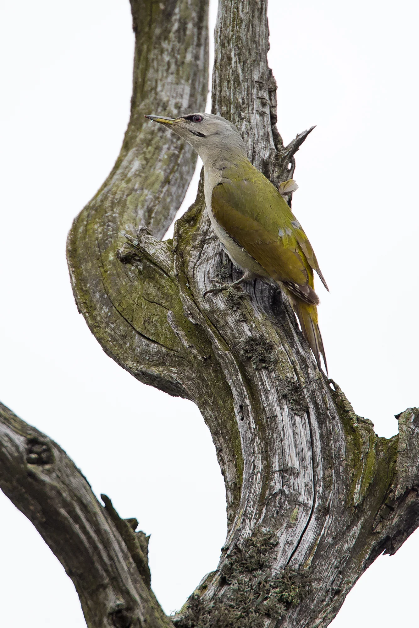 Grey-headed Woodpecker, Pripyatsky NP. May 2015