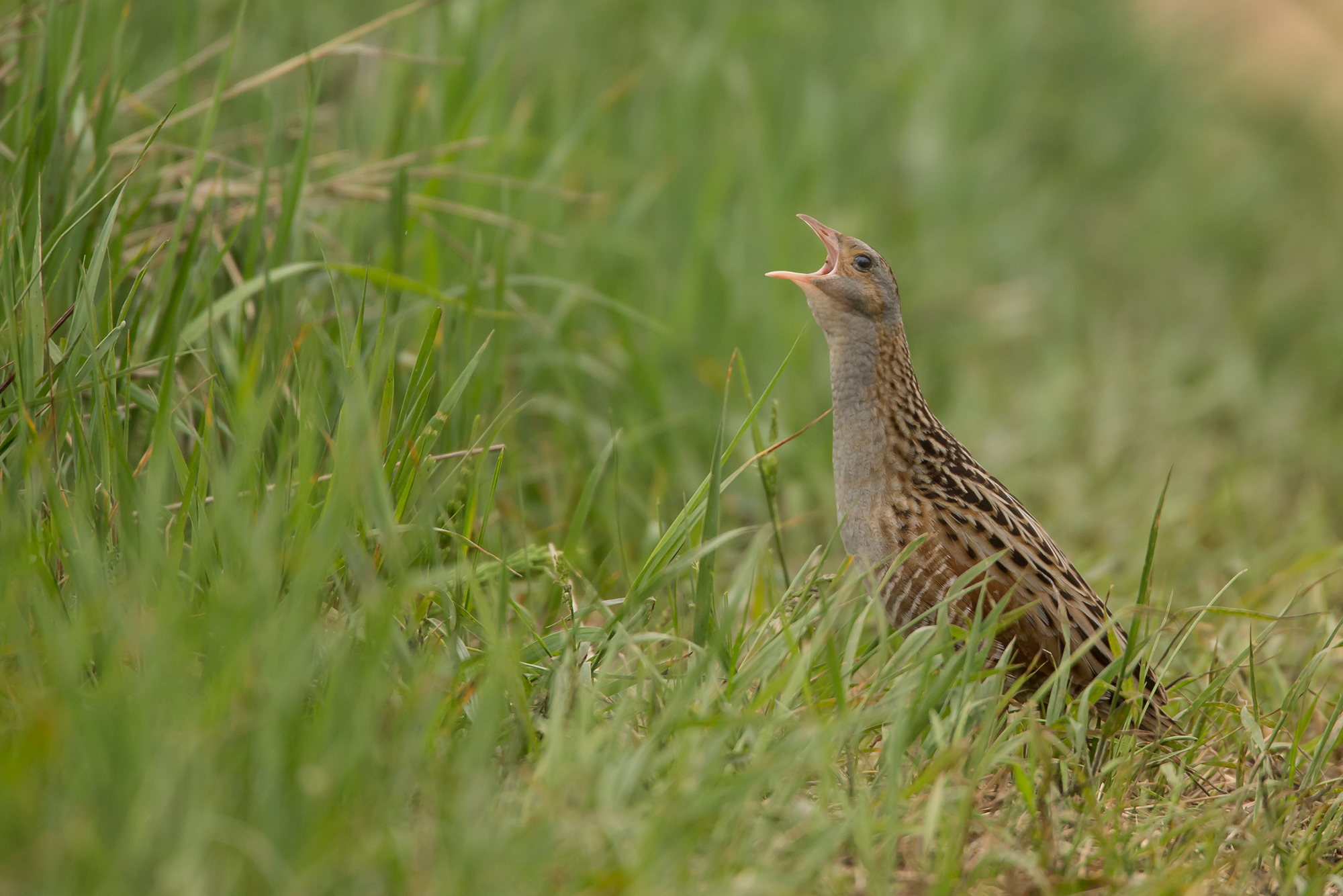 Corn Crake, Pripyatsky NP. May 2015