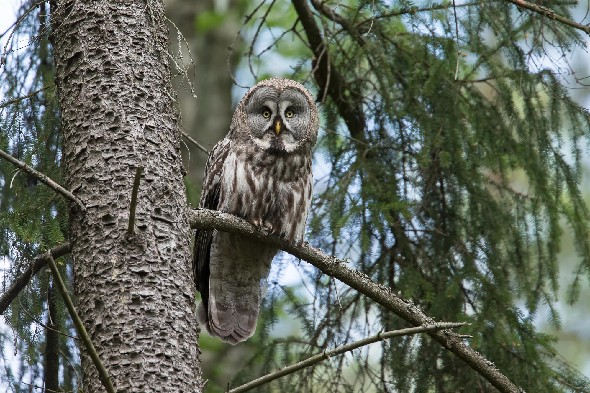 Great Grey Owl, Vygonoshansky Reserve. May 2015
