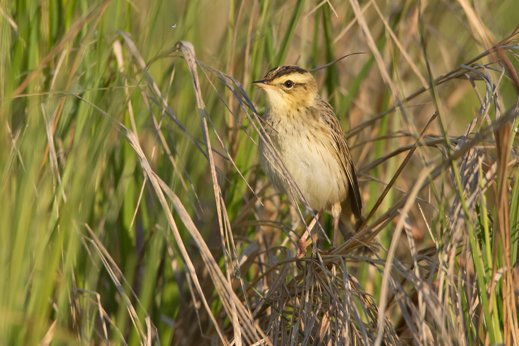Aquatic Warbler, Sporovo Reserve. May 2015