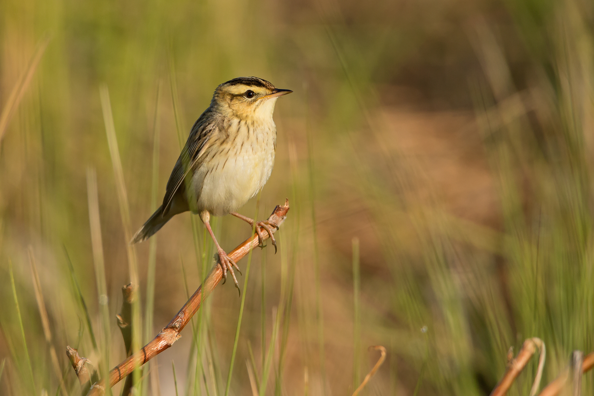 Aquatic Warbler, Sporovo Reserve. May 2015