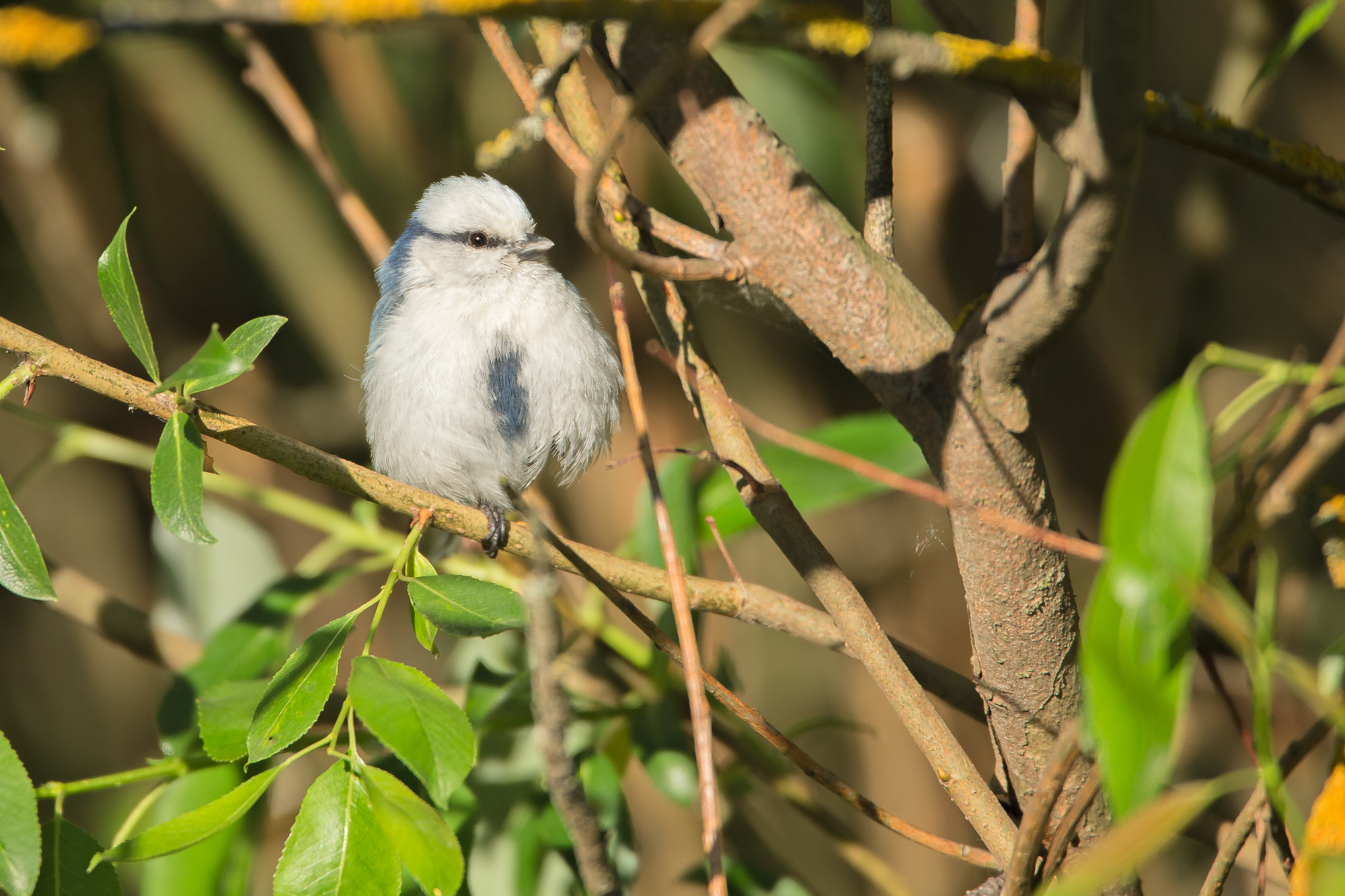Azure Tit, Alshany. May 2015