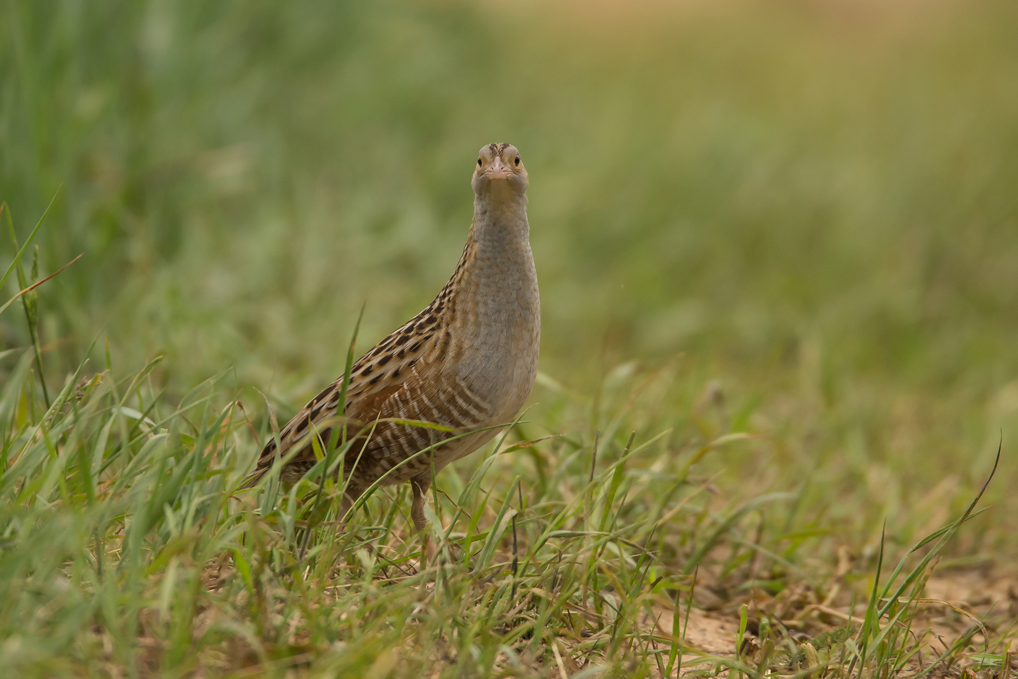 Corn Crake, Pripyatsky NP. May 2015