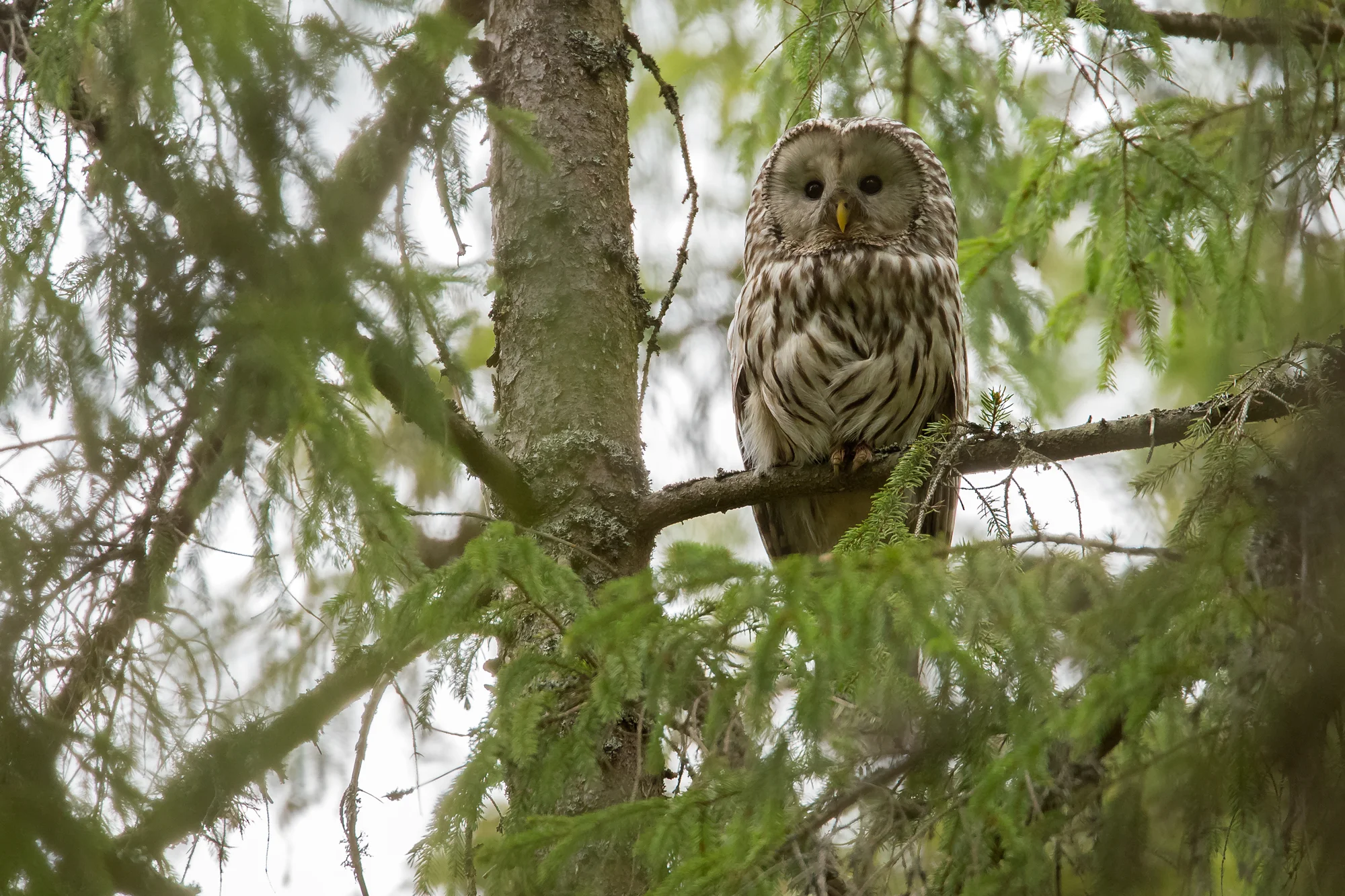 Ural Owl - a female peers down at us near its nest site in Krasny Bor.