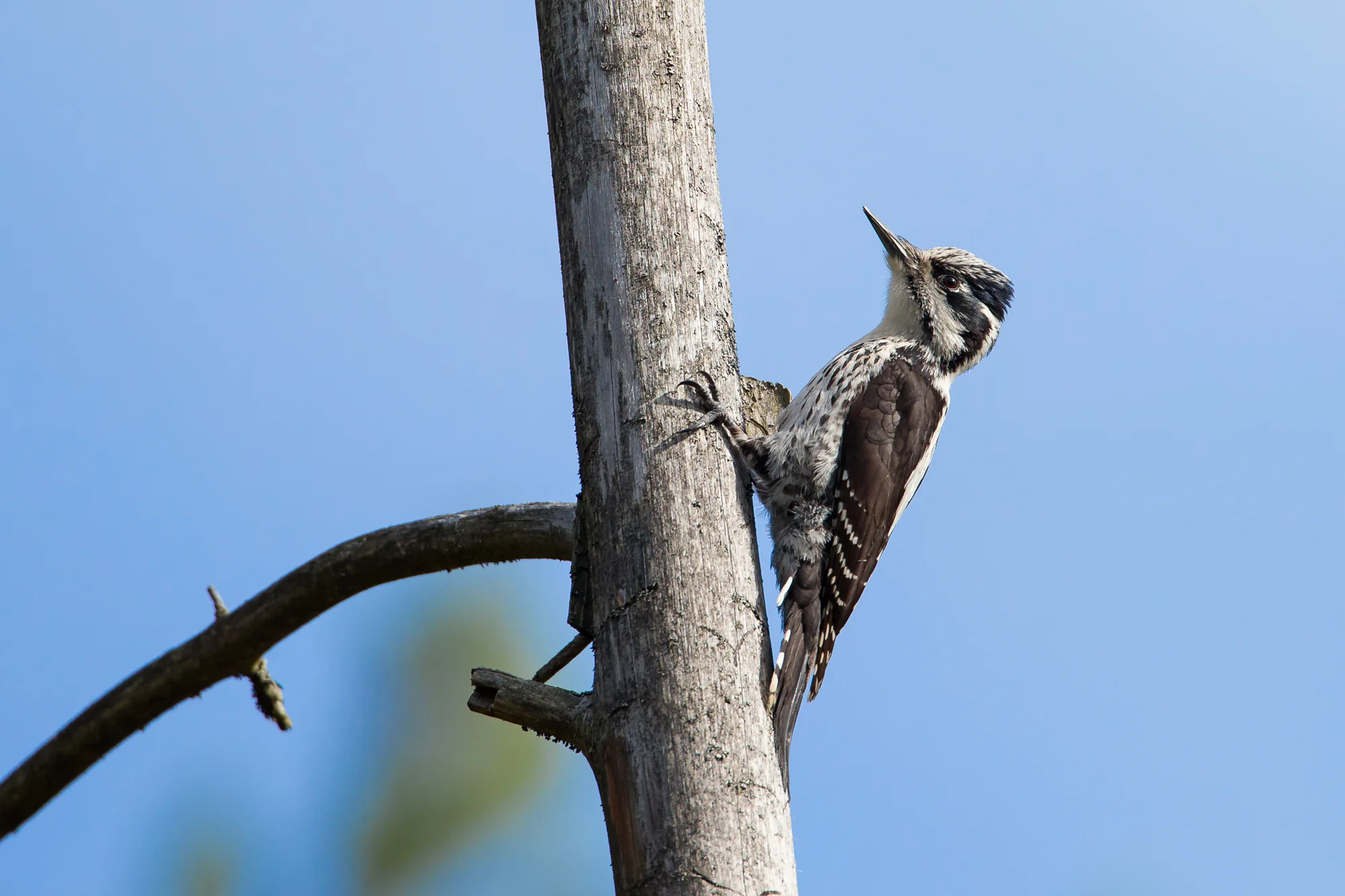 Eurasian Three-toed Woodpecker, Krasny Bor