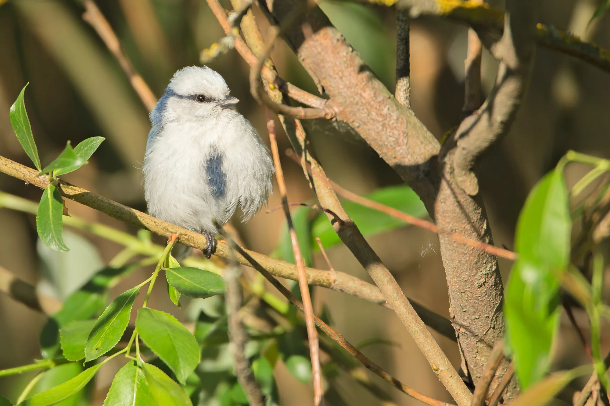 Azure Tit, Alshany Pumping Station.