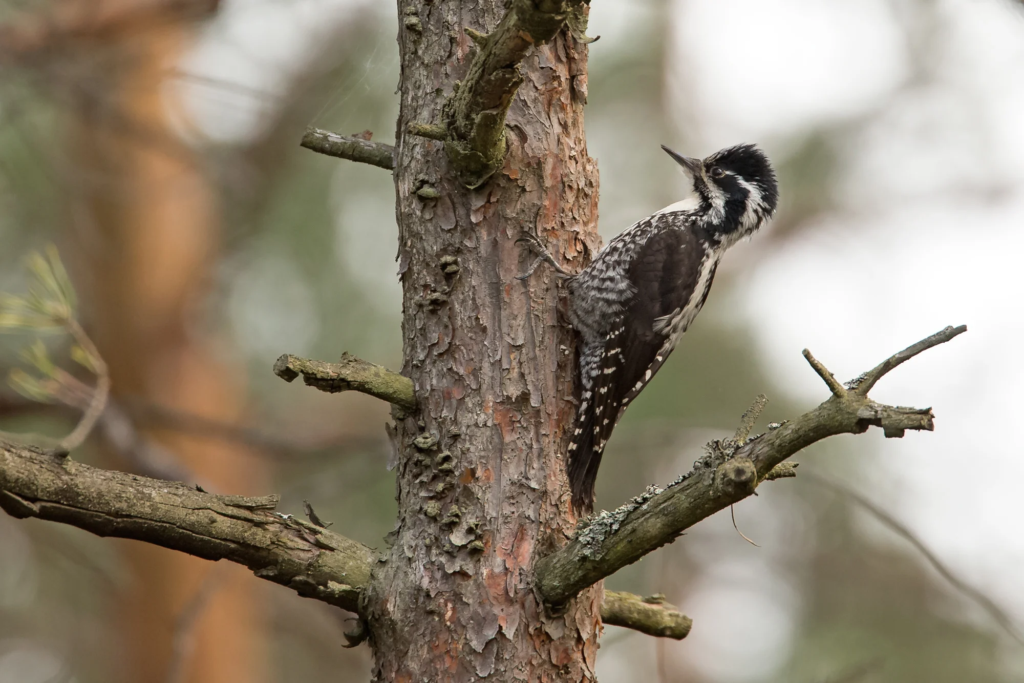 Eurasian Three-toed Woodpecker, Pripyatsky National Park (female).
