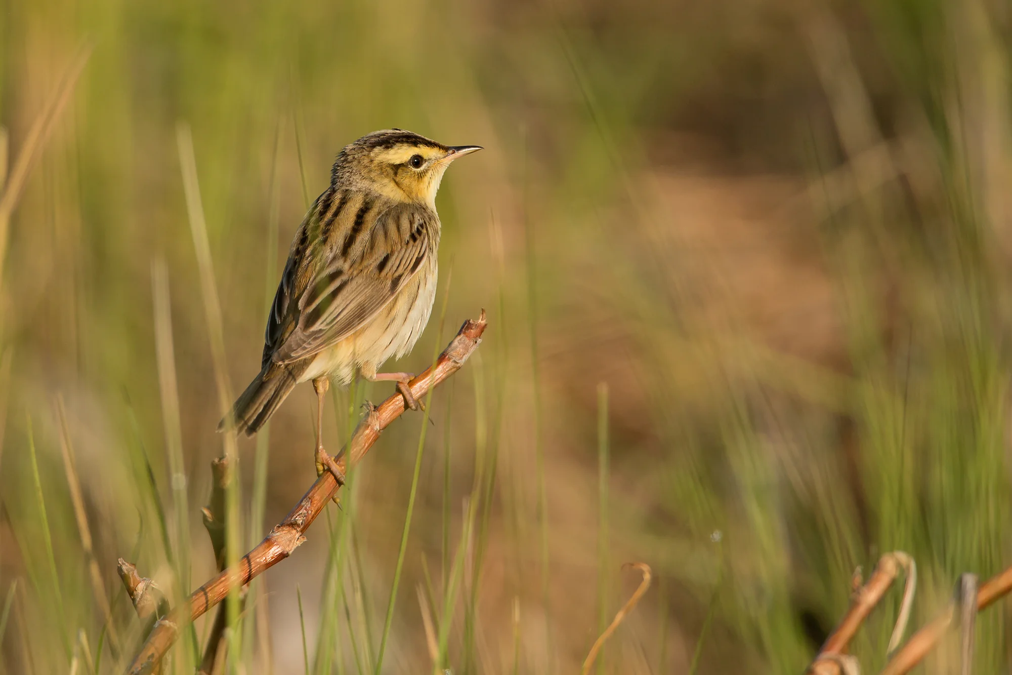aquatic_warbler_sporovo_reserve.jpg