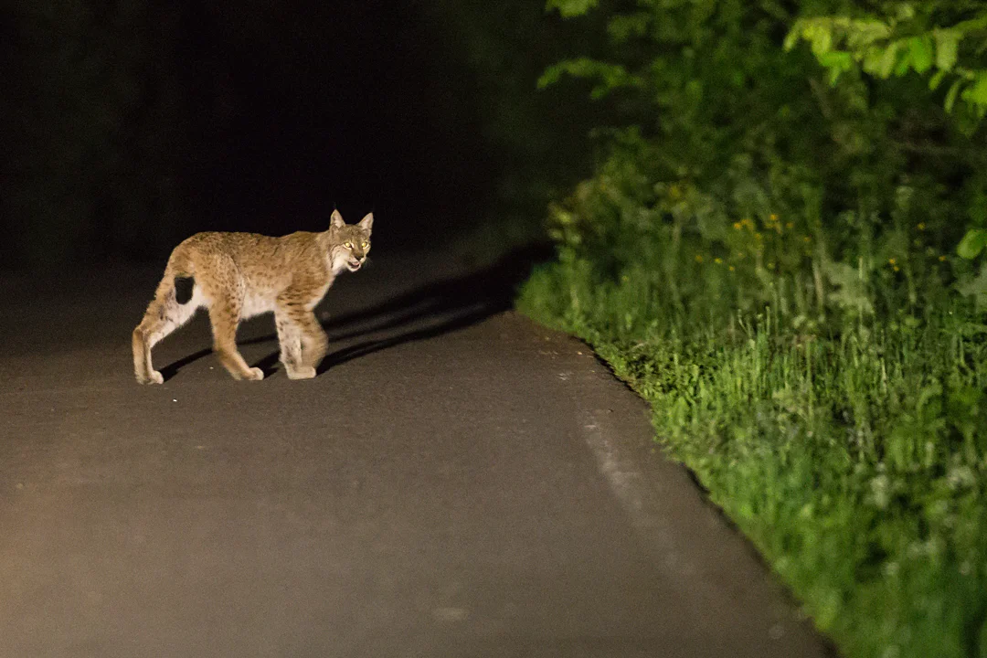 Eurasian Lynx, Belowezhskaya Pushcha NP.
