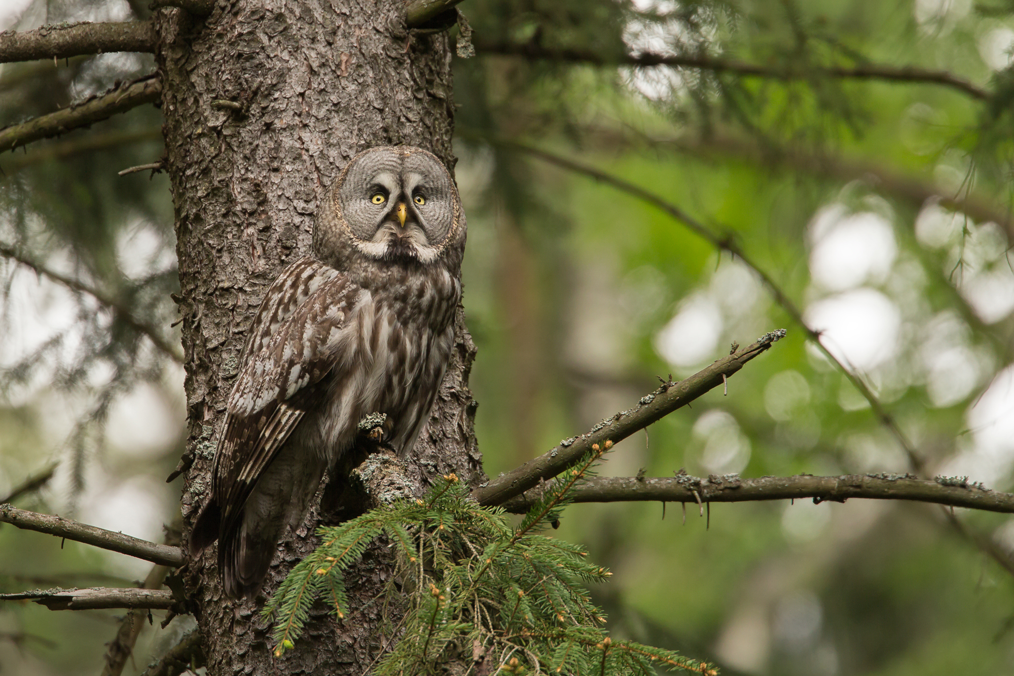 Great Grey Owl, Belarus. May 2015