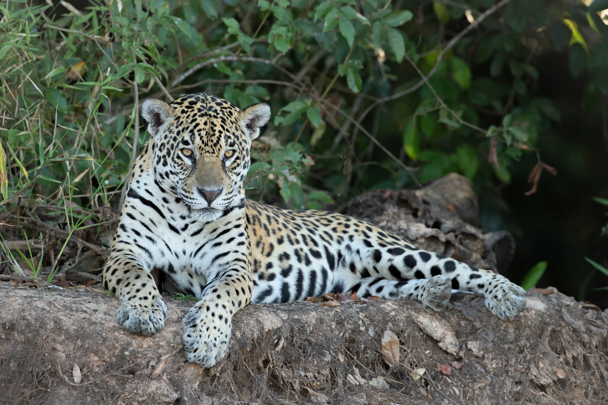 Jaguar, Rio São Laurenço, Brazil. August 2015