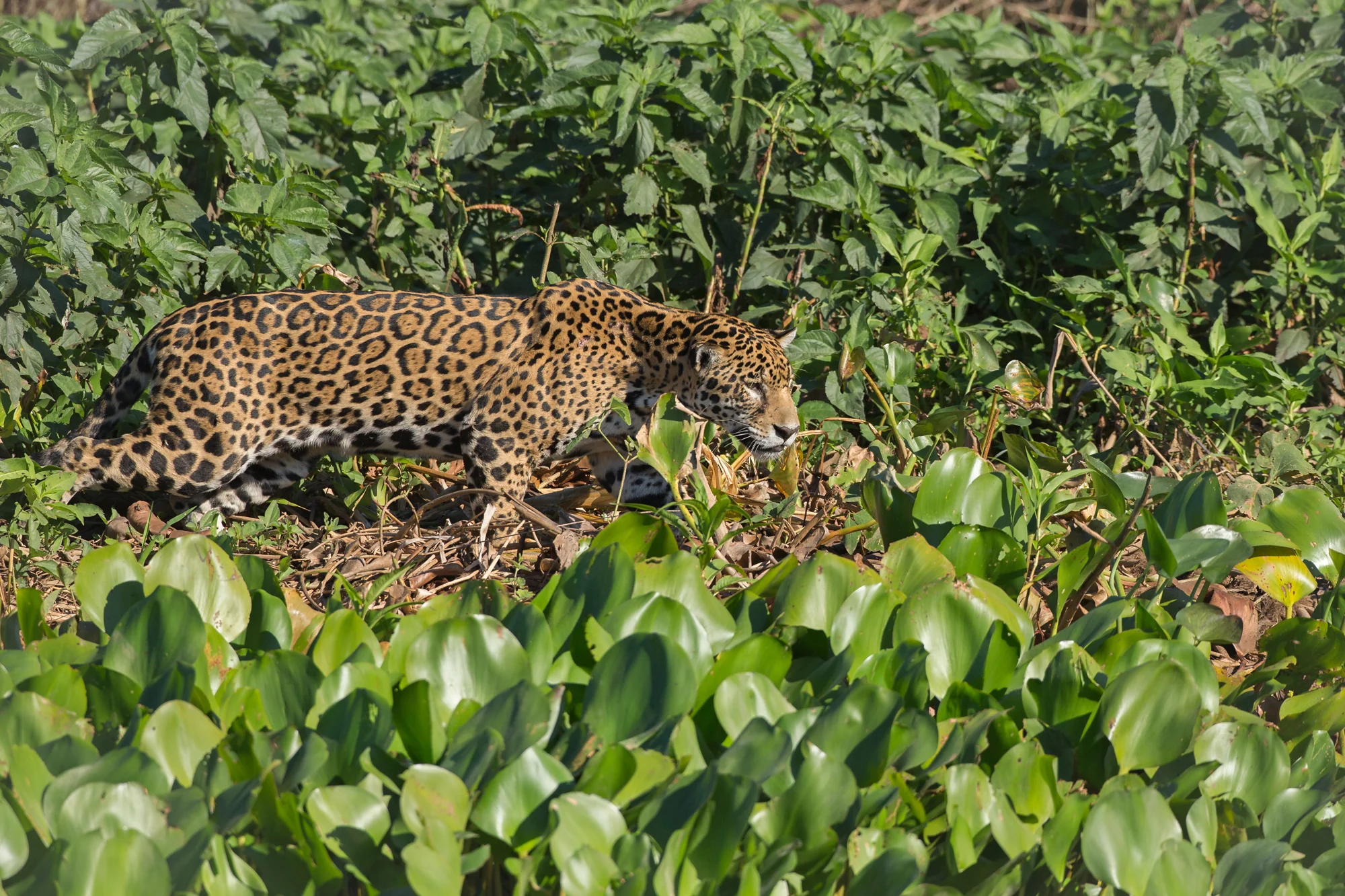 Jaguar, Rio Cuiabá, Brazil. August 2015