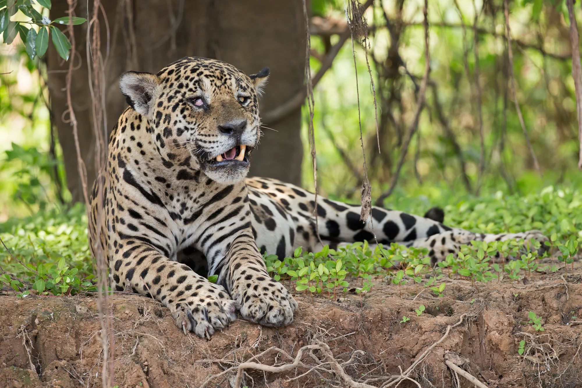 Jaguar, Rio Cuiabá, Brazil. August 2015