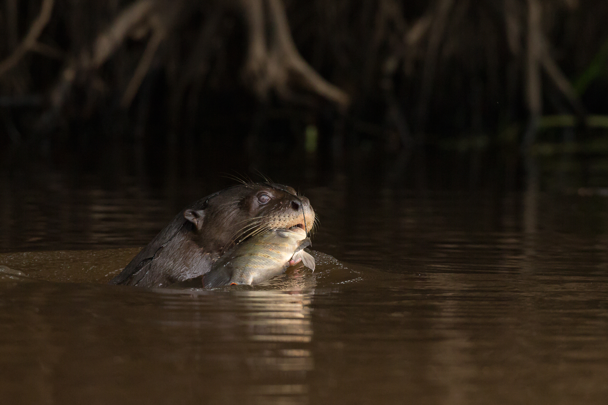 Giant Otter, Rio Cuiabá, Brazil. August 2015