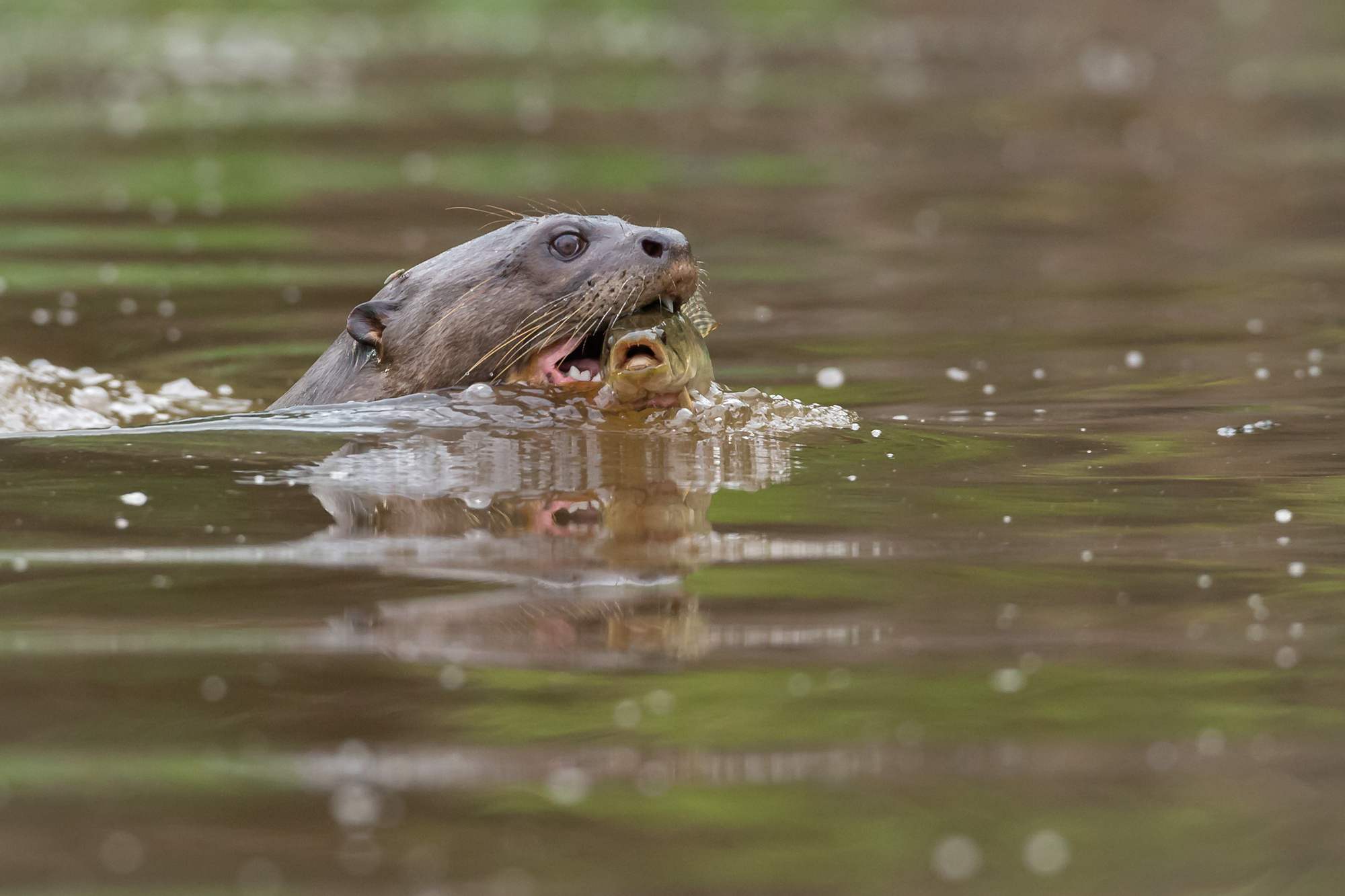 Giant Otter, Rio Cuiabá, Brazil. August 2015