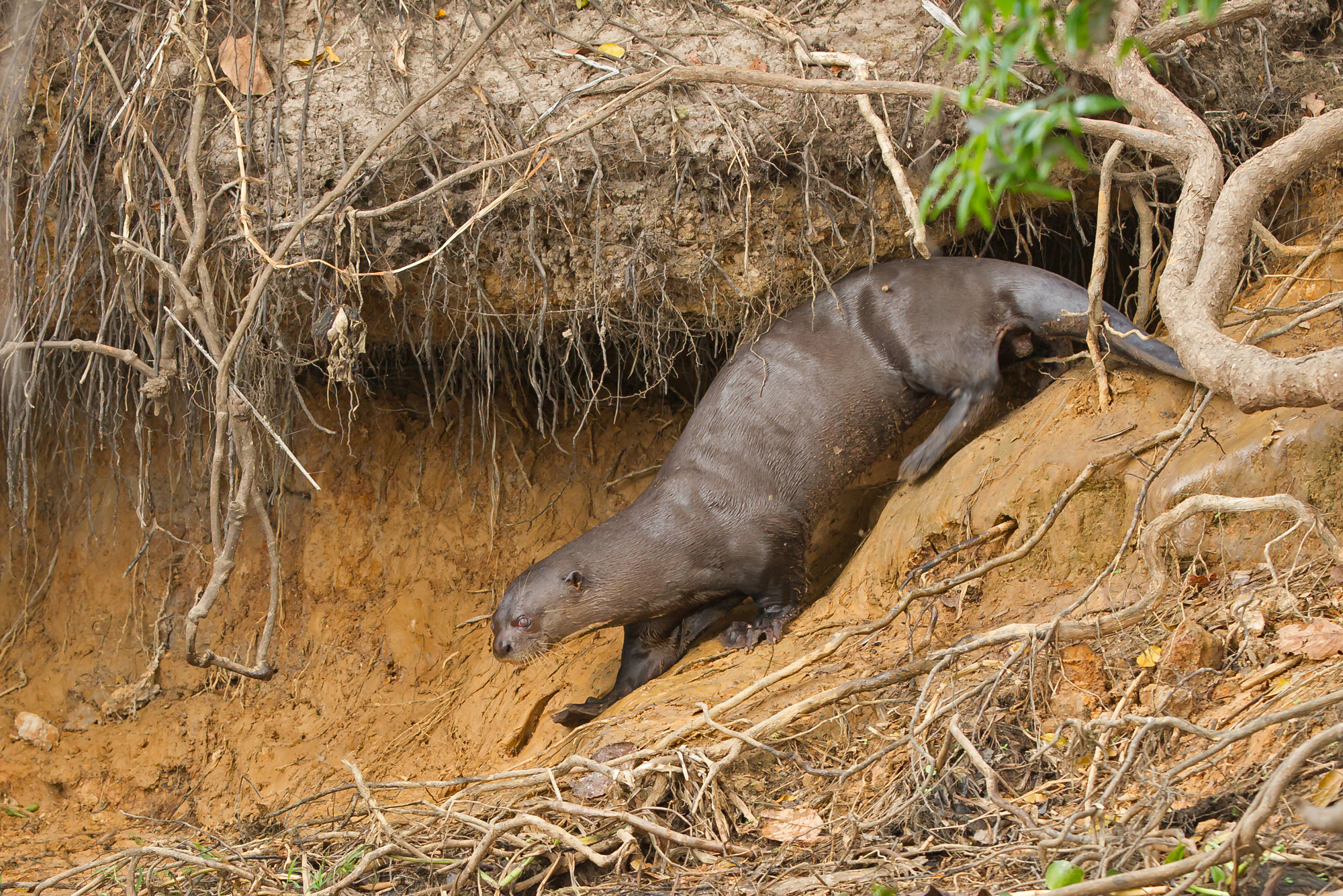 Giant Otter, Rio Cuiabá, Brazil. August 2015