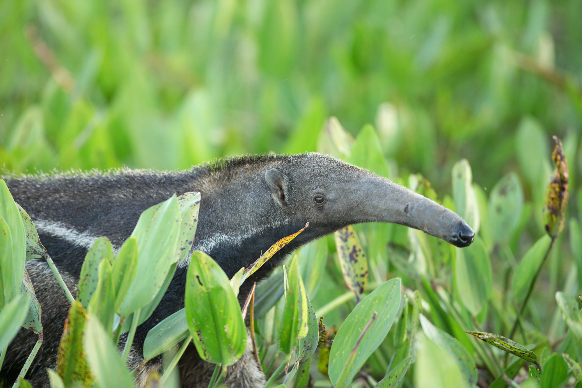 Giant Anteater, Pousada Piuval. August 2015