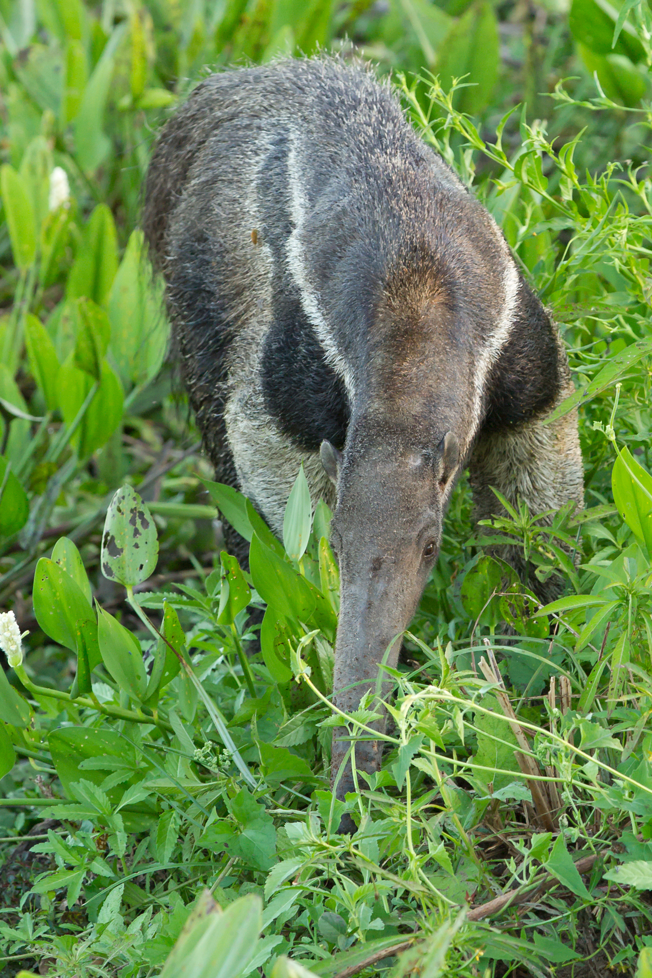 Giant Anteater, Pousada Piuval. August 2015
