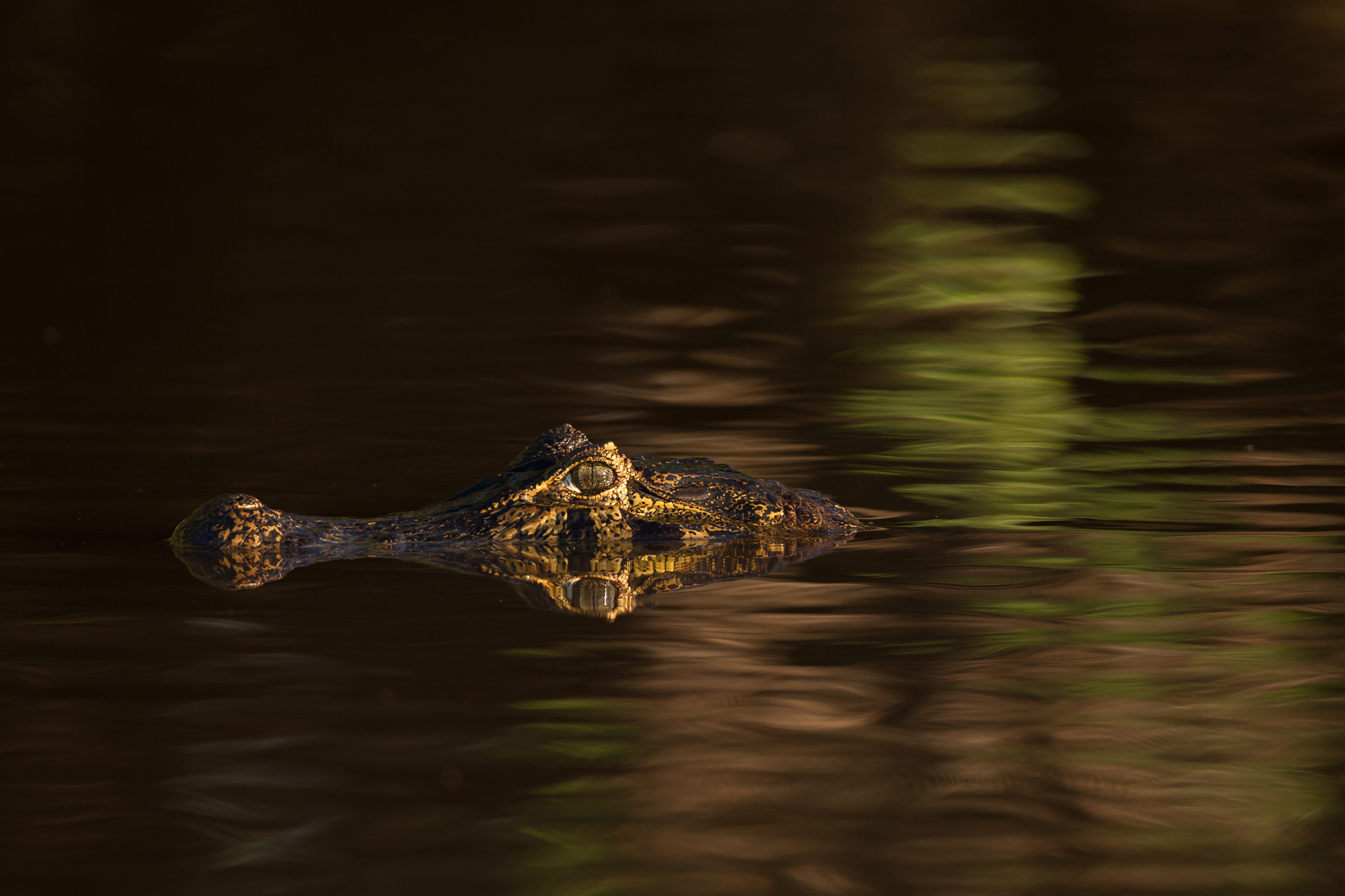 Yacare Caiman, Rio Cuiabá. August 2015