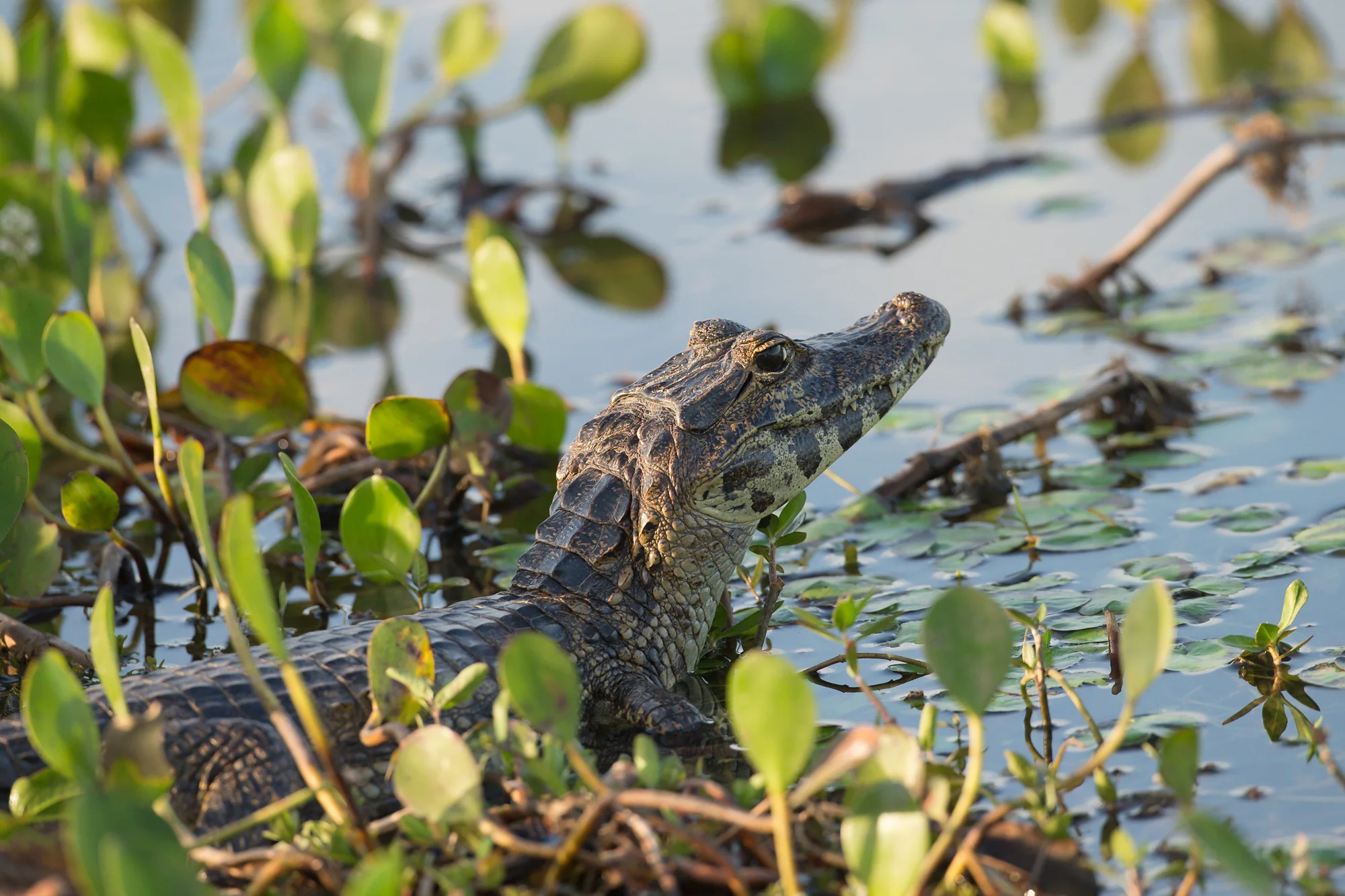 Yacare Caiman, Pousada Piuval. August 2015
