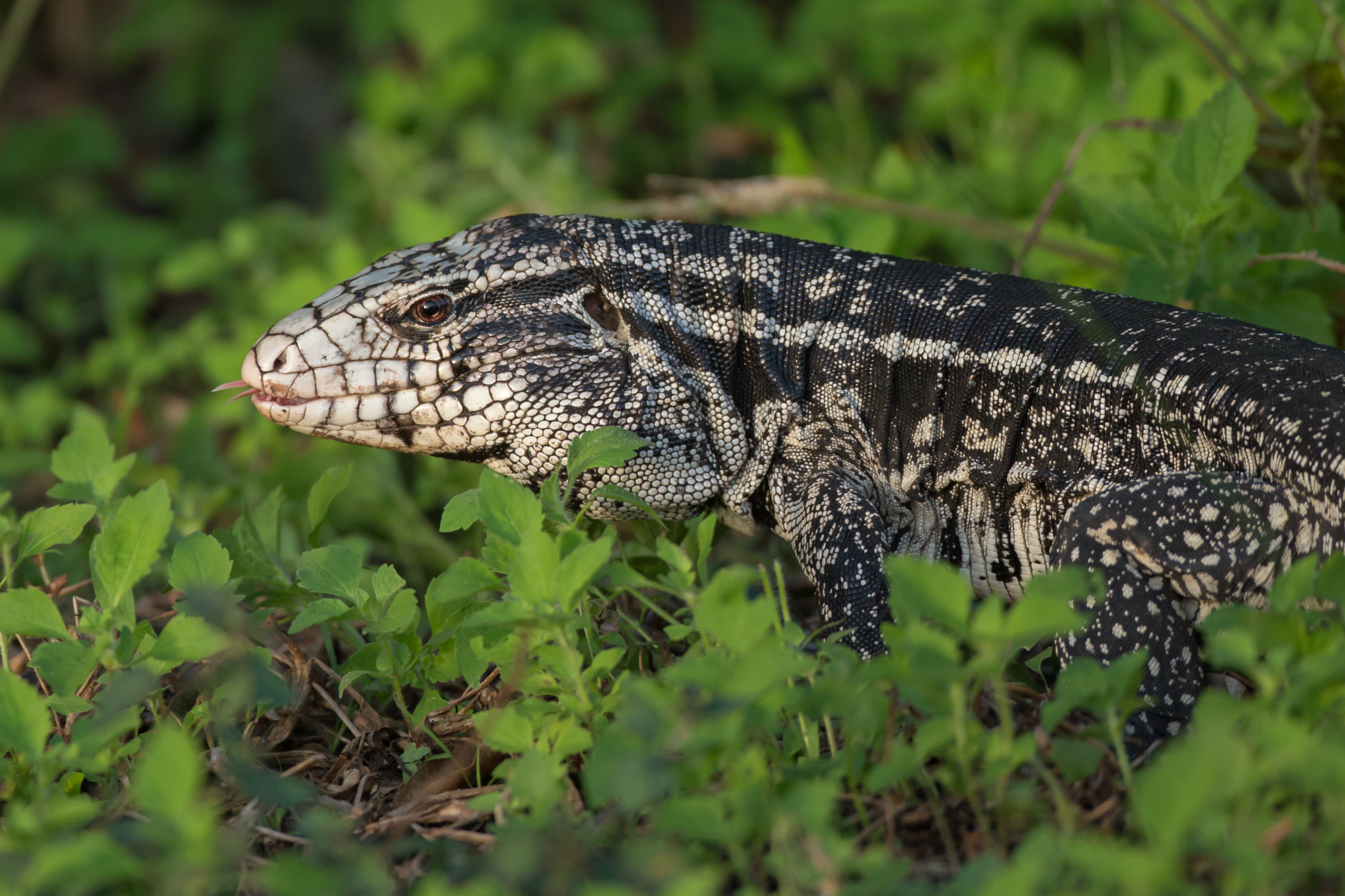 Black-and-white Tegu, Pousada Piuval. August 2015