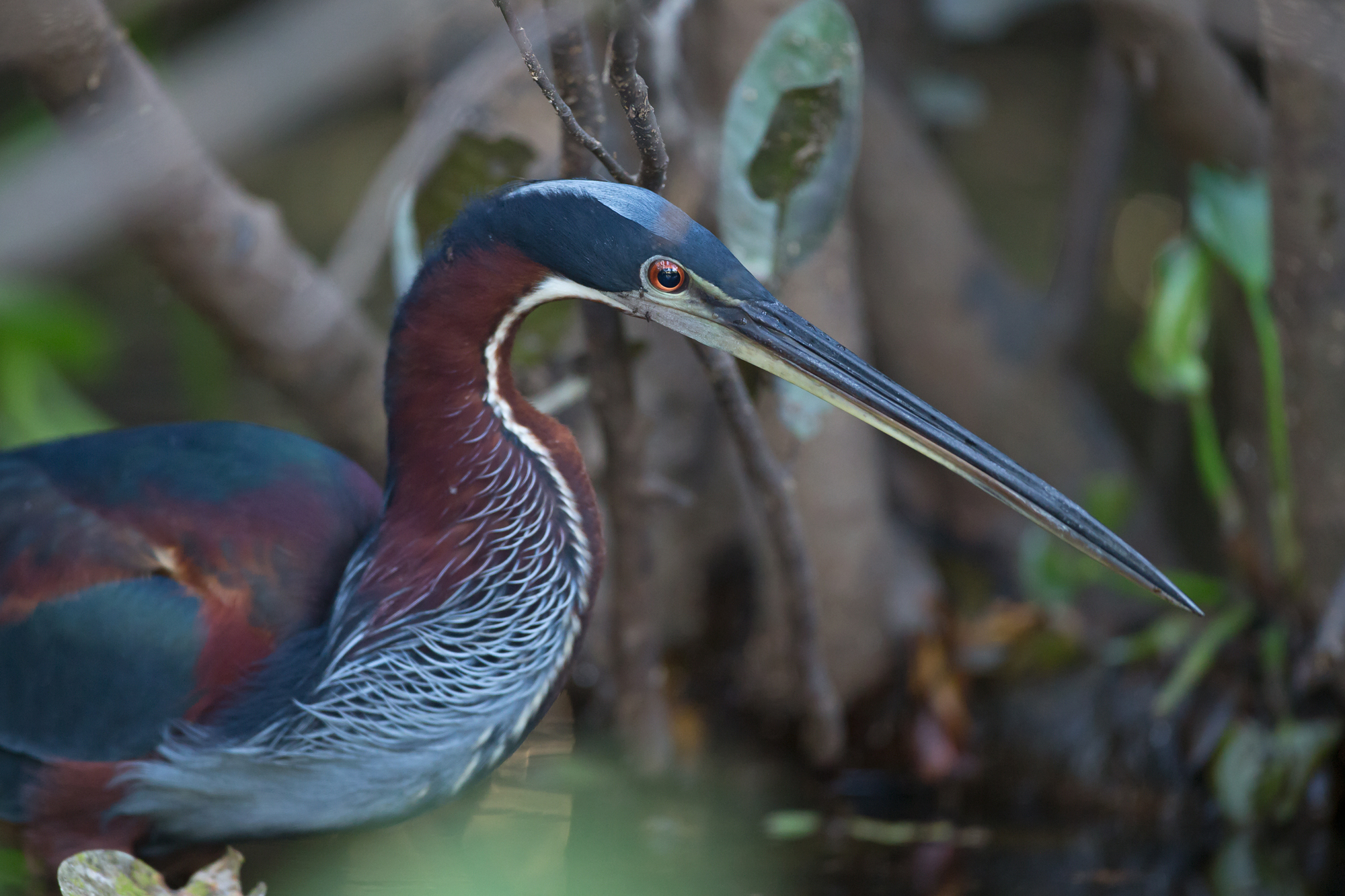 Agami Heron, Pantanal. August 2015