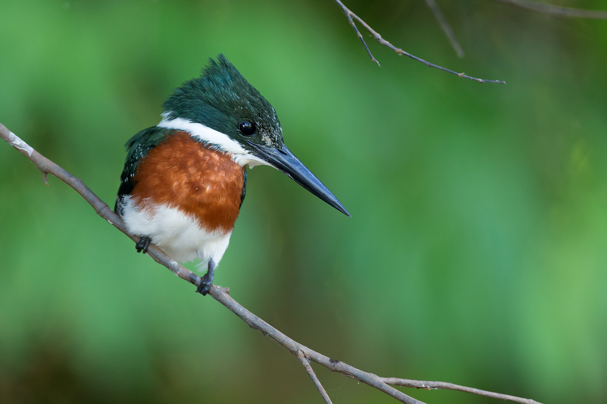 Green Kingfisher, Pantanal. August 2015
