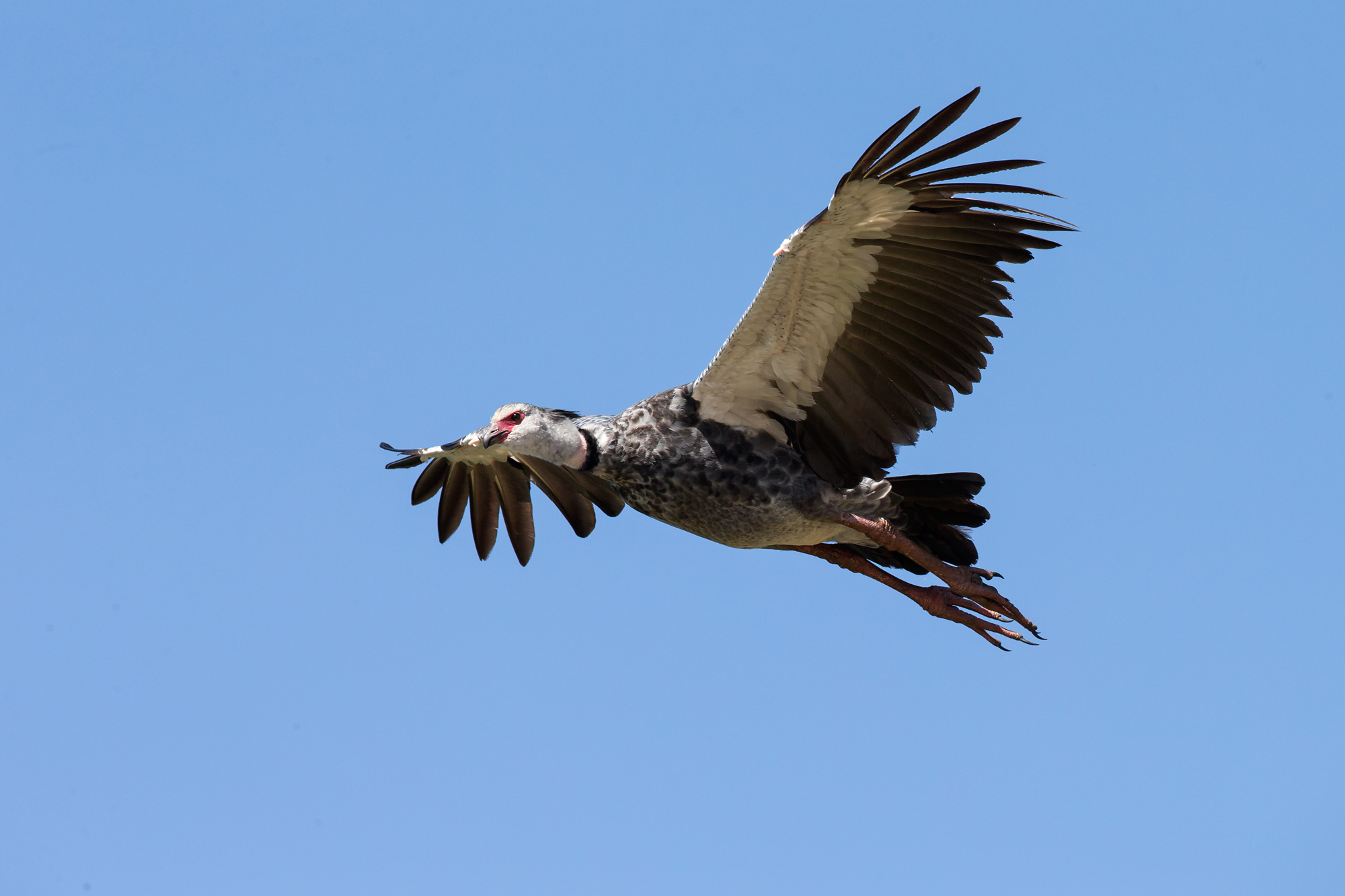 Southern Screamer, Rio São Laurenço. August 2015