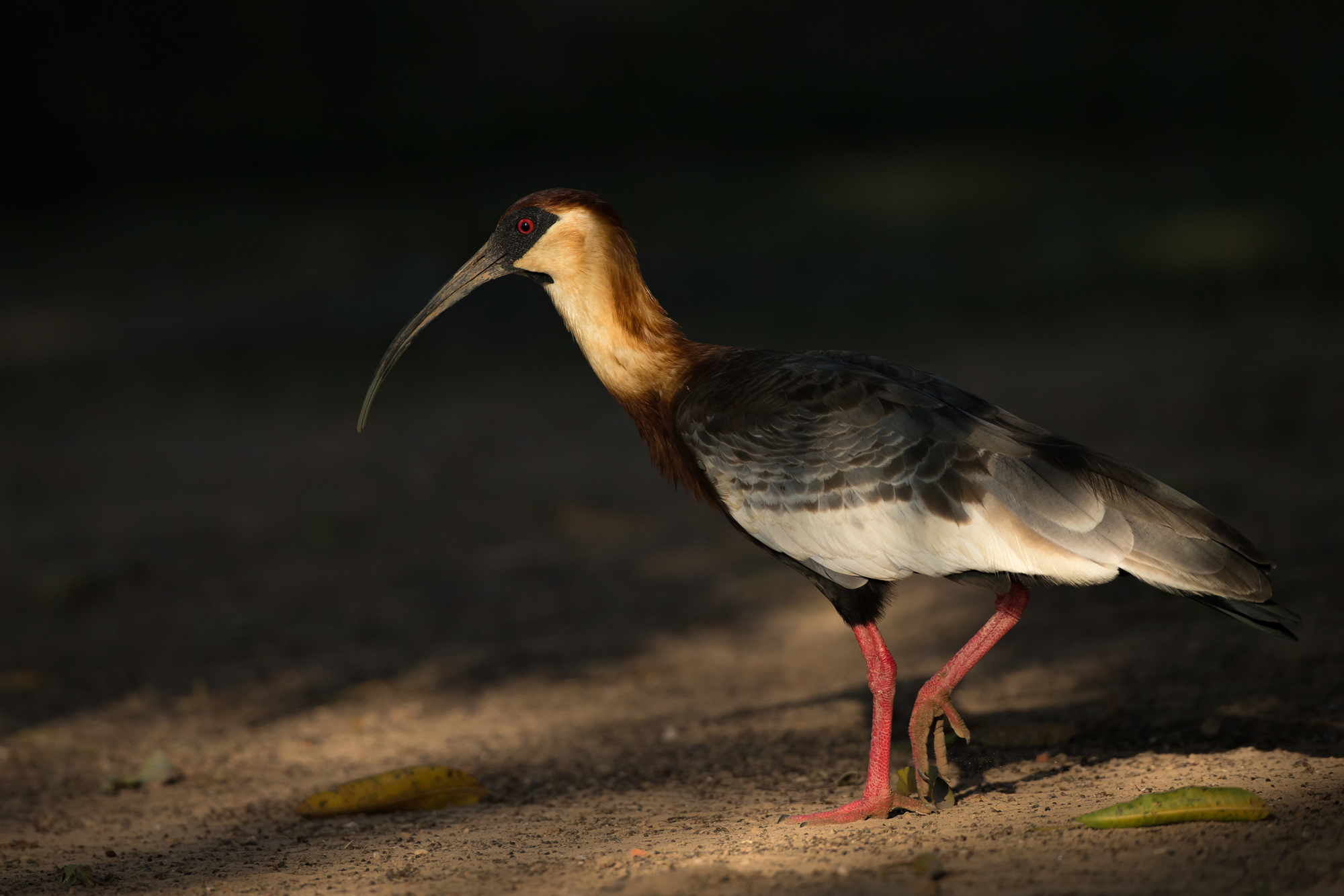 Buff-necked Ibis, Porto Jofre. August 2015