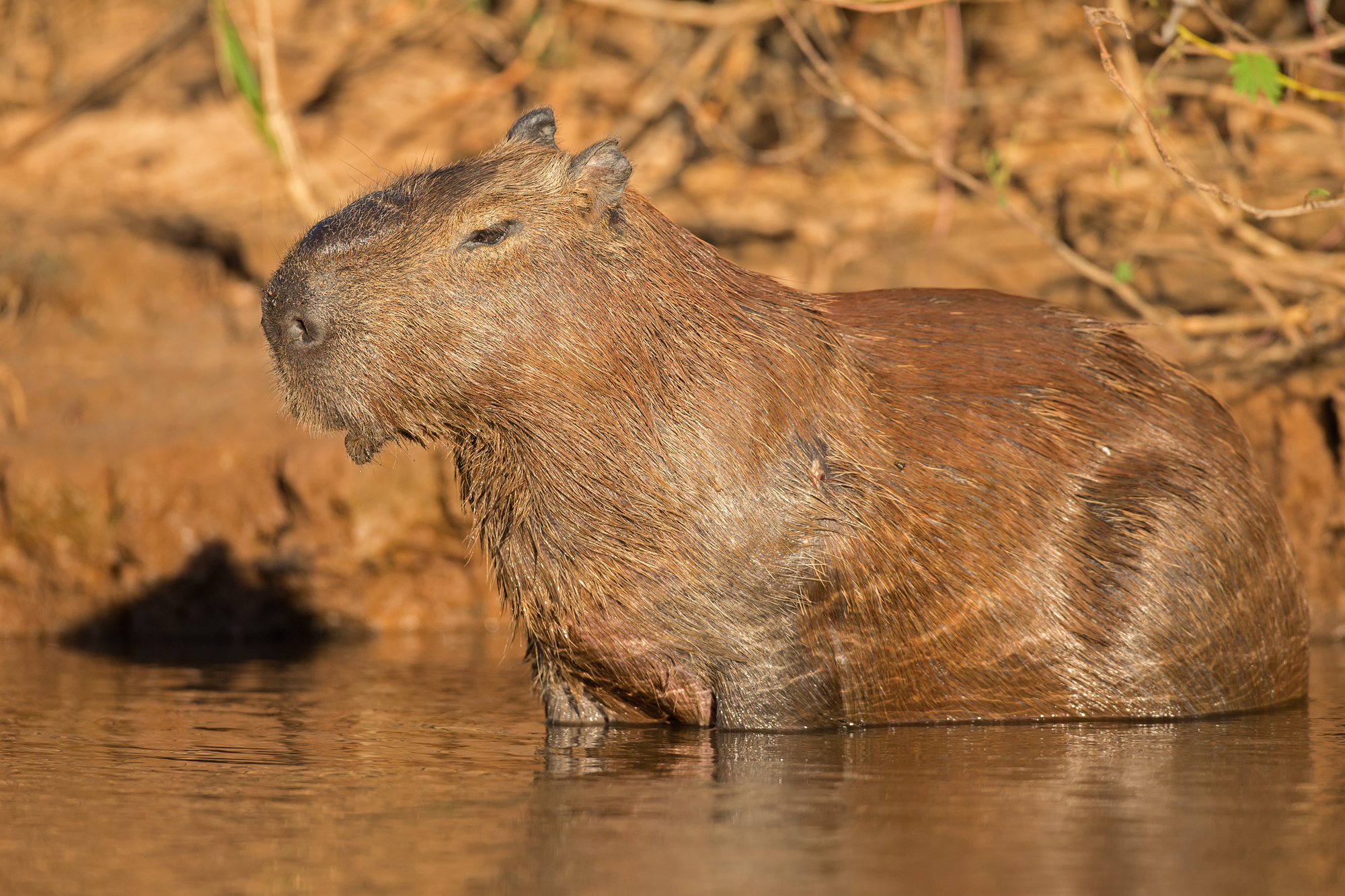 Capybara, Rio São Laurenço. August 2015