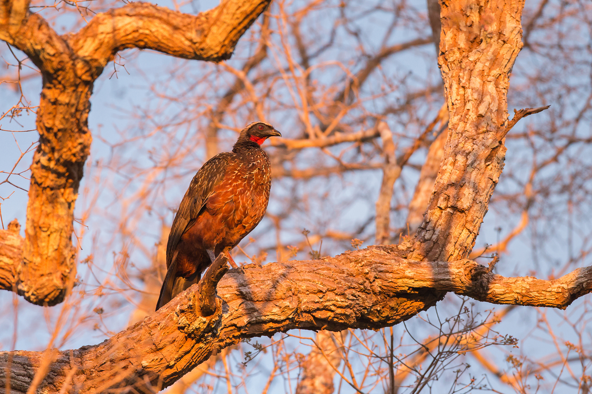 Chestnut-bellied Guan, Pantanal. August 2015