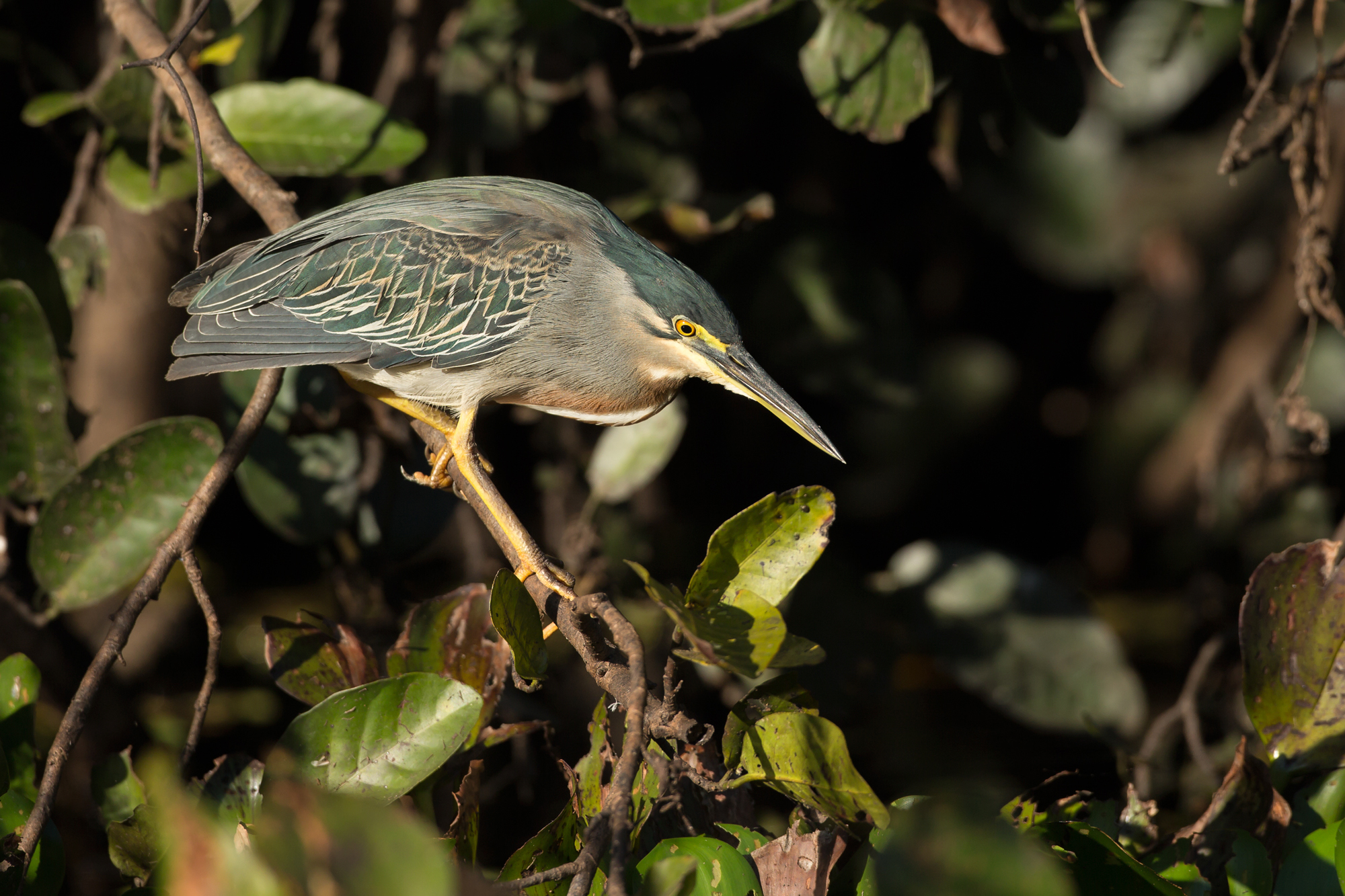 Striated Heron, Pantanal. August 2015