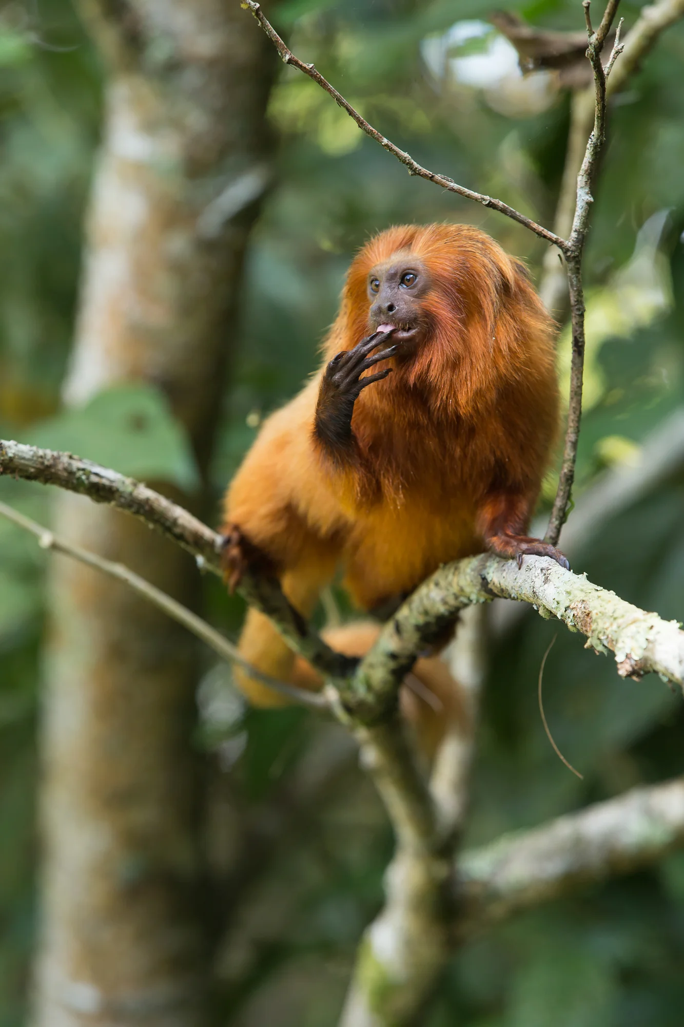 Golden Lion Tamarin, Rio de Janeiro. August 2015