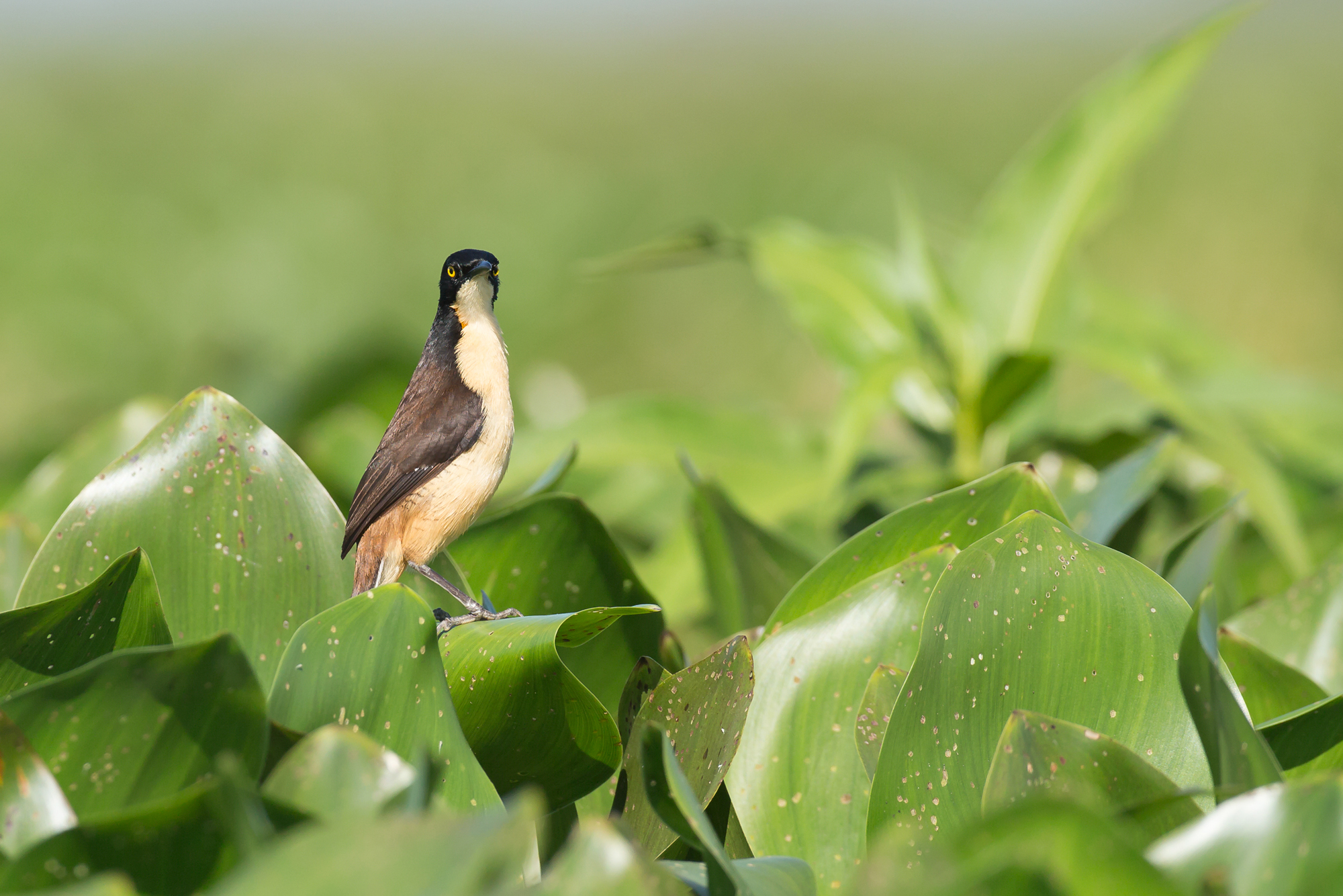 Black-capped Donacobius, Pantanal. August 2015