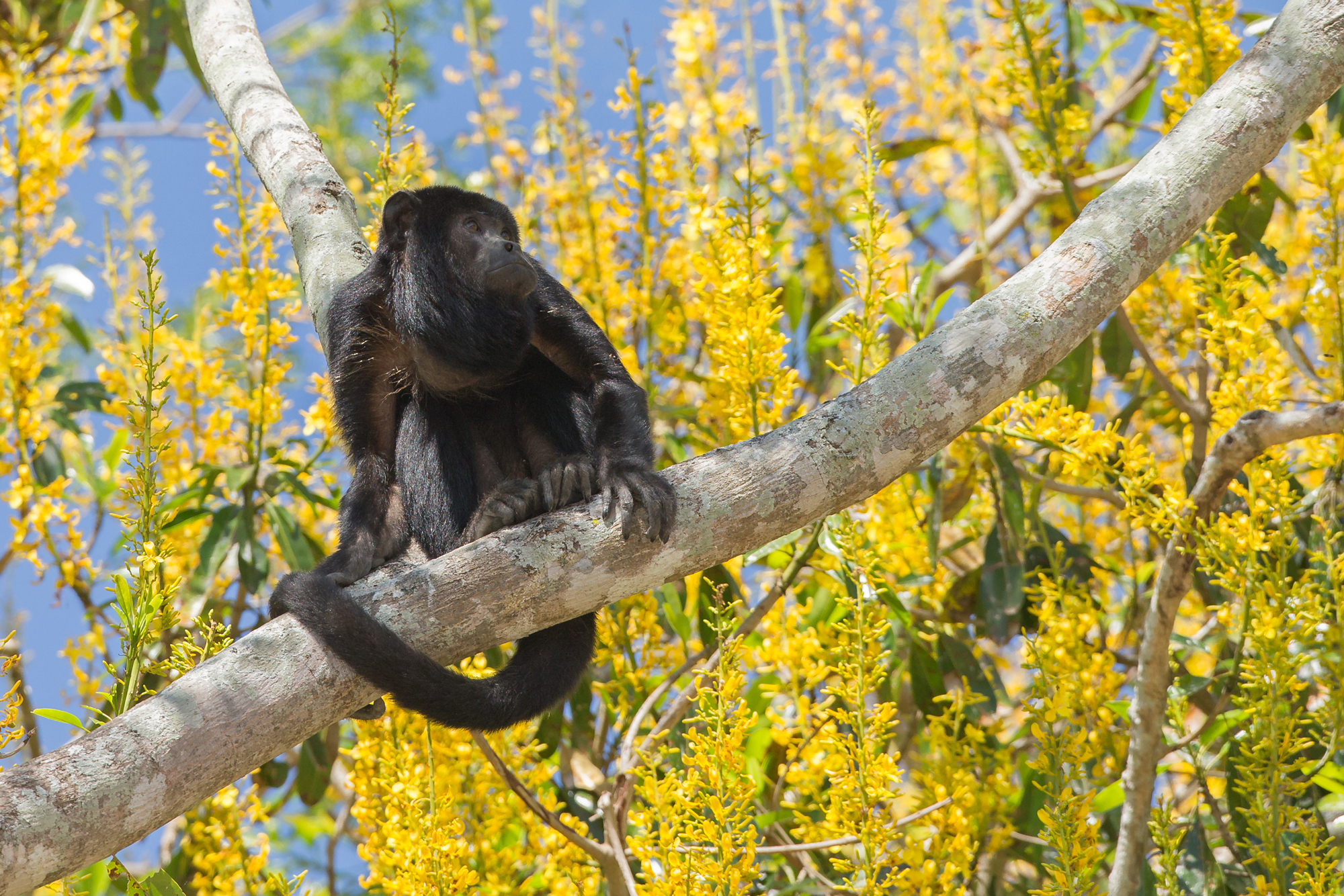 Black Howler Monkey, Pantanal. August 2015