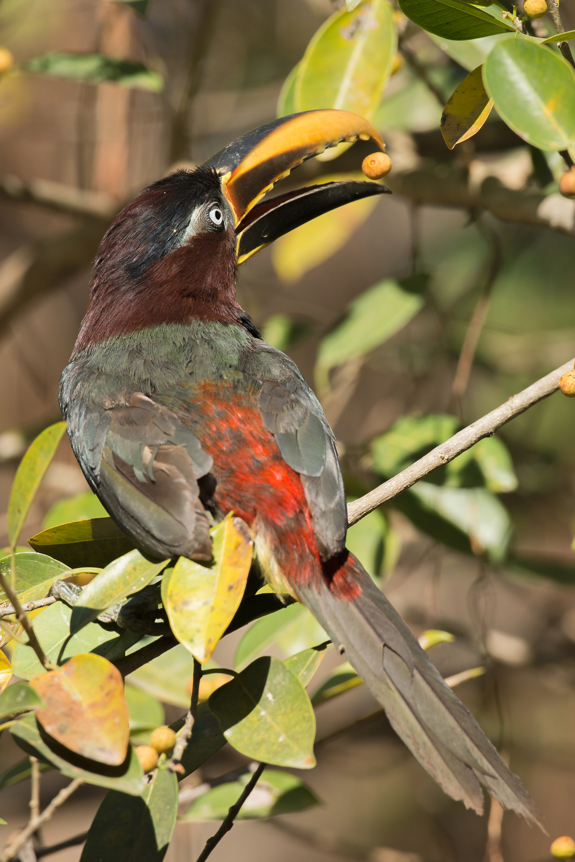Chestnut-eared Araçari, Pantanal. August 2015