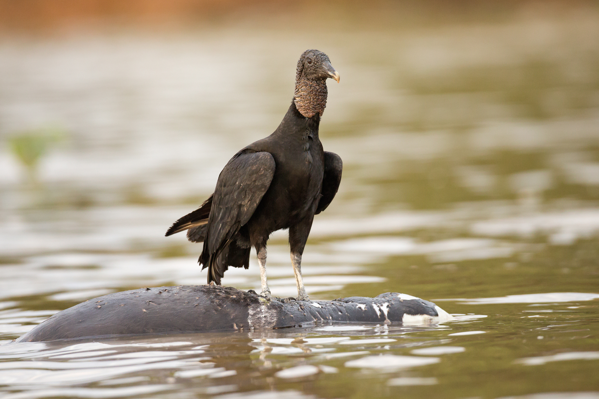 Black Vulture (on dead Giant Otter), Rio Cuiabá. August 2015