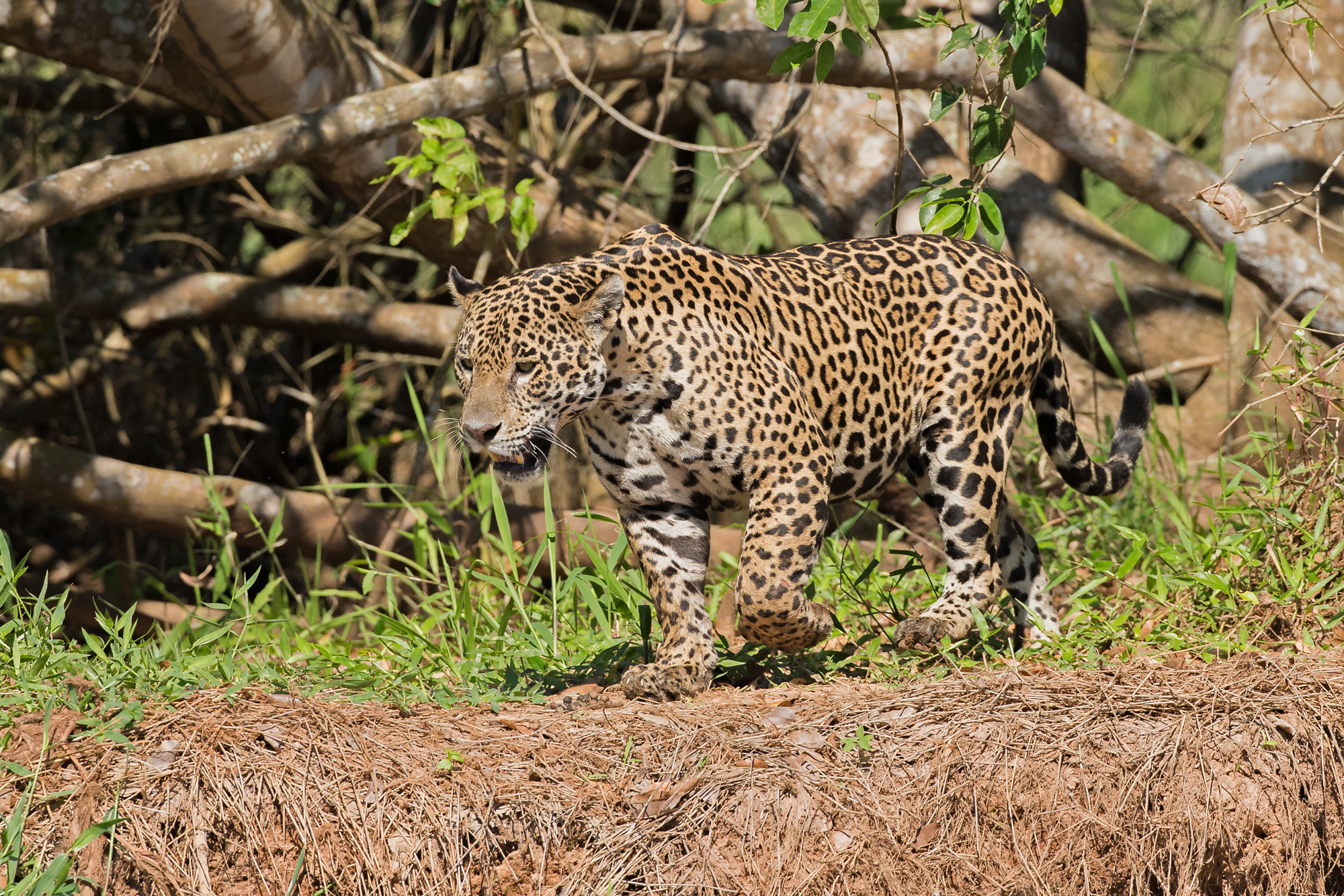 Jaguar, Rio São Laurenço. August 2015