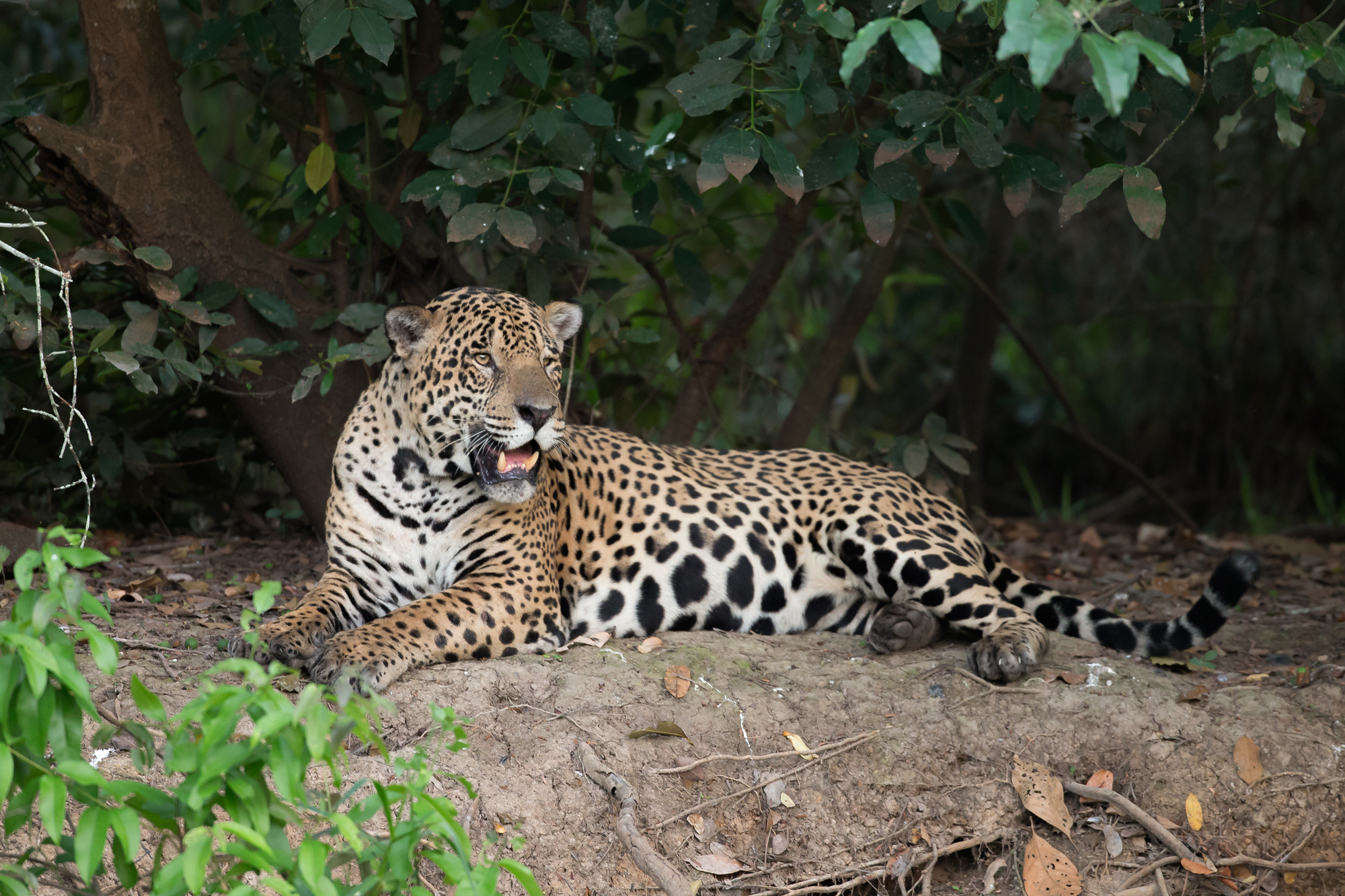 Jaguar, Rio Cuiabá. August 2015
