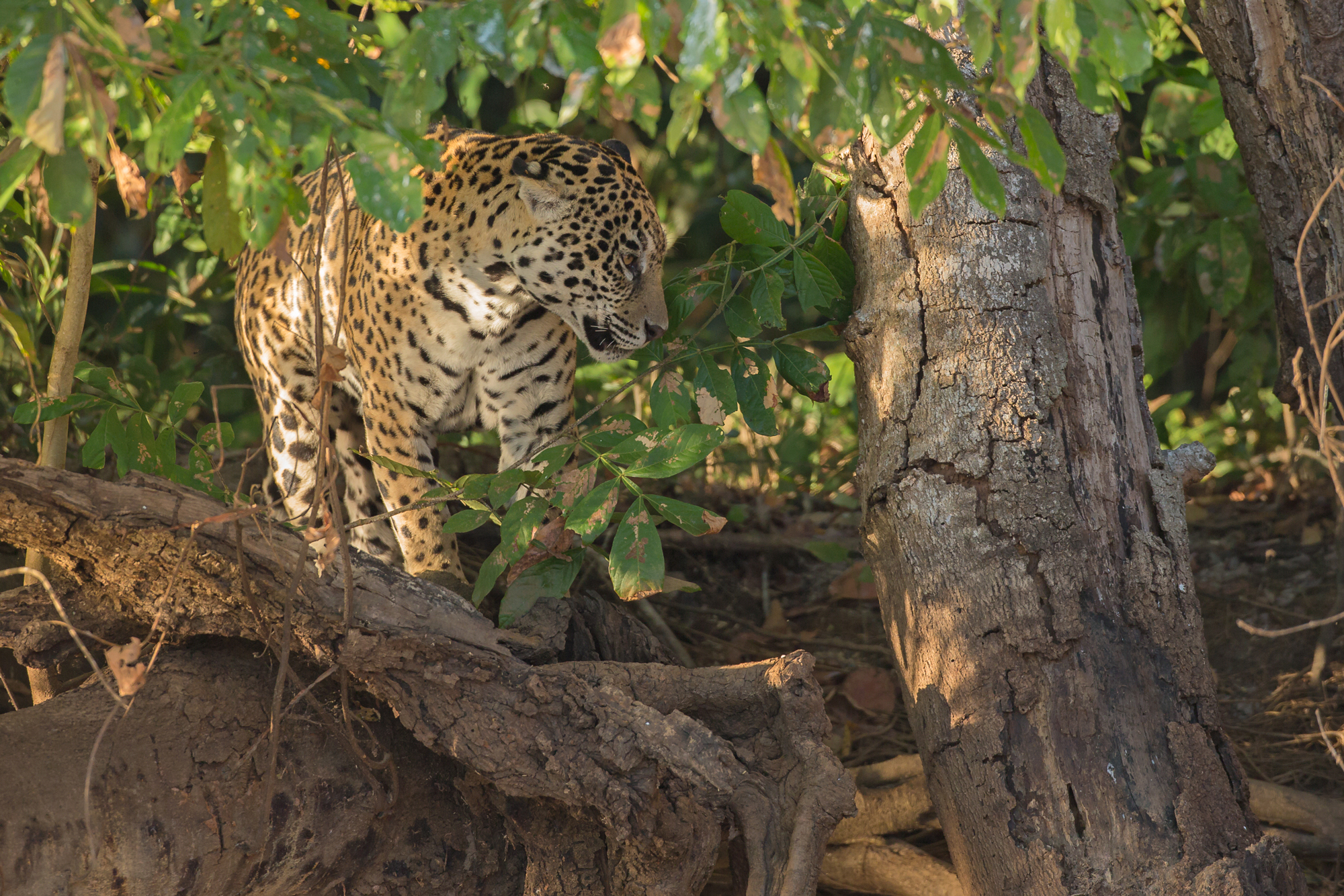 Jaguar, Rio São Laurenço. August 2015